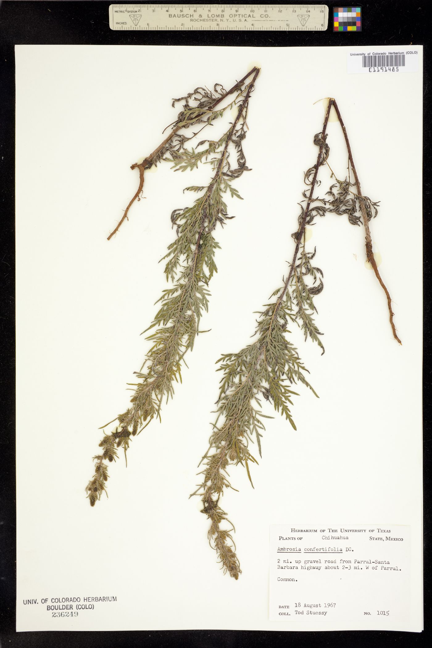 Ambrosia confertiflora image