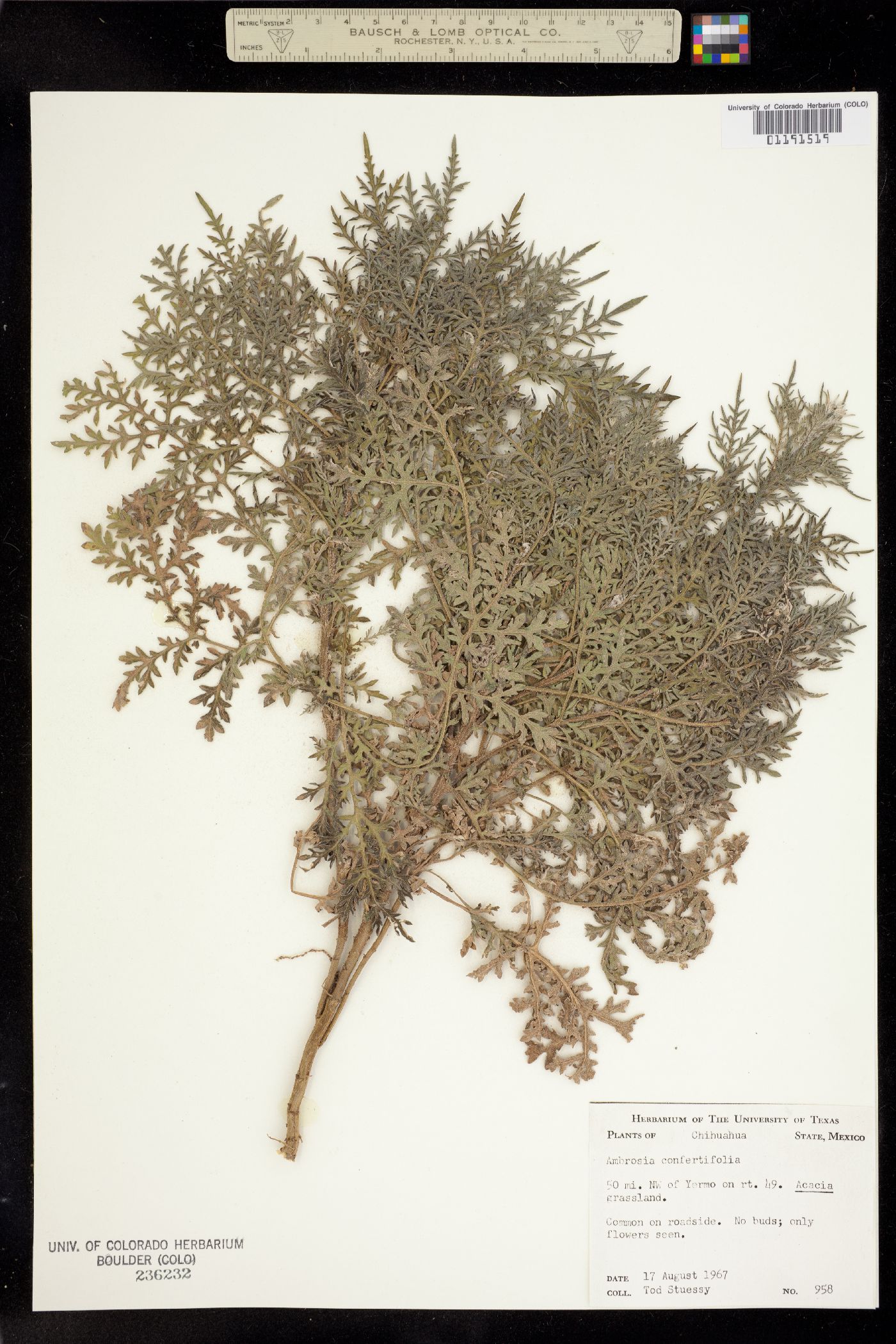 Ambrosia confertiflora image