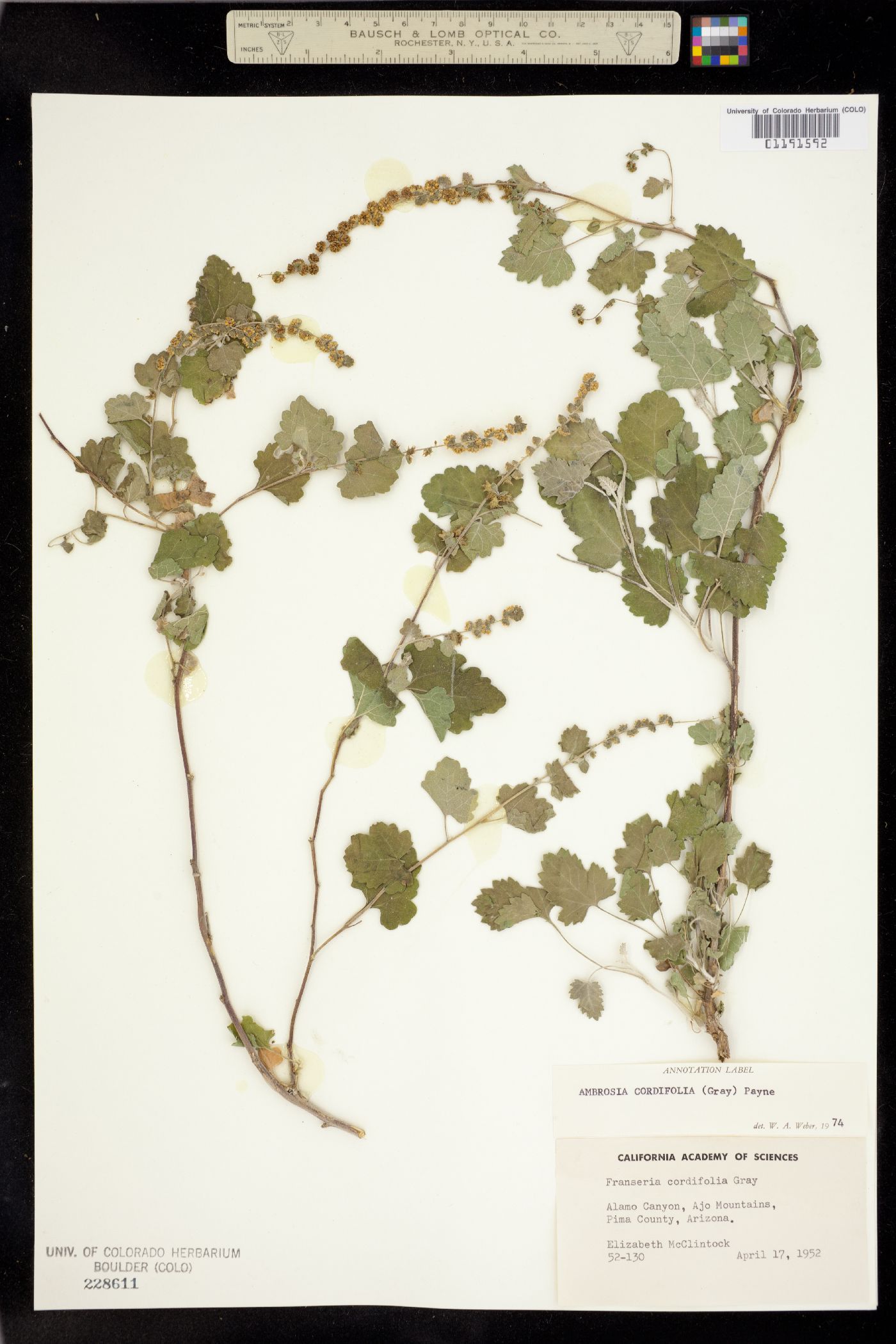 Ambrosia cordifolia image