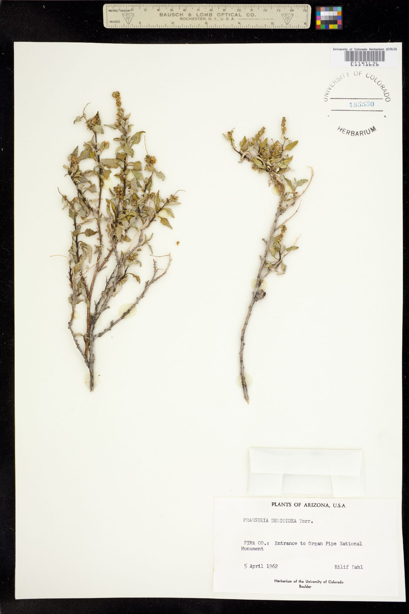 Ambrosia deltoidea image