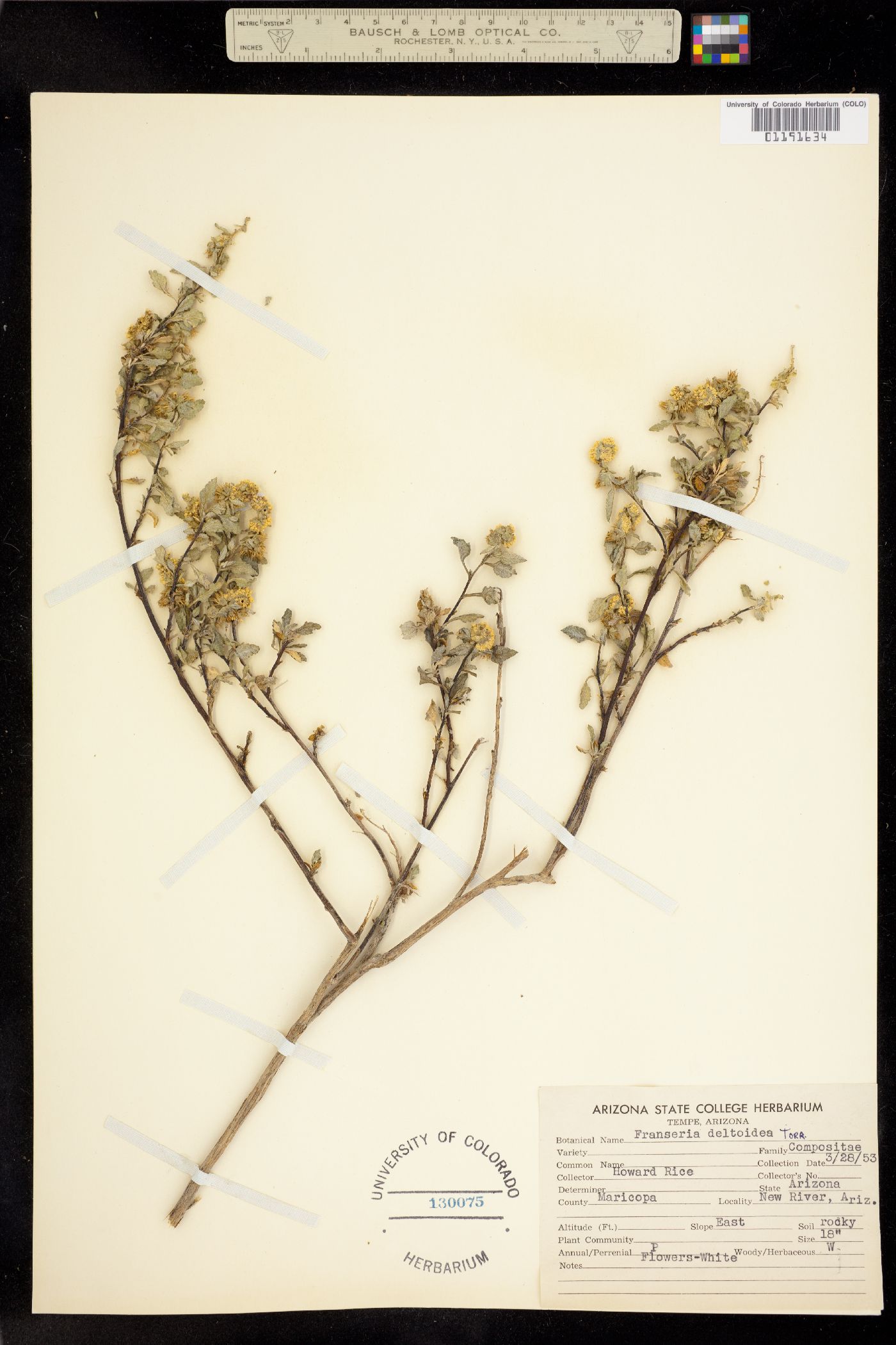 Ambrosia deltoidea image