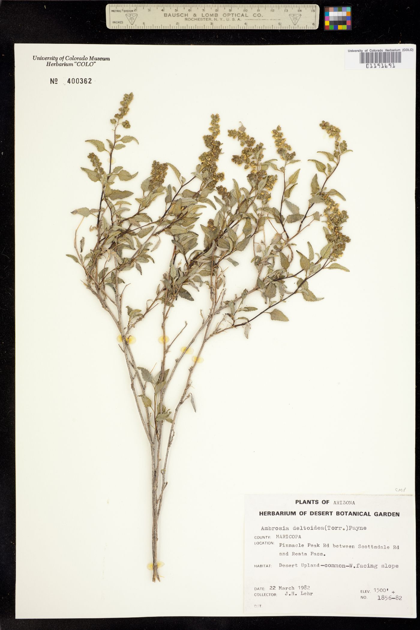 Ambrosia deltoidea image