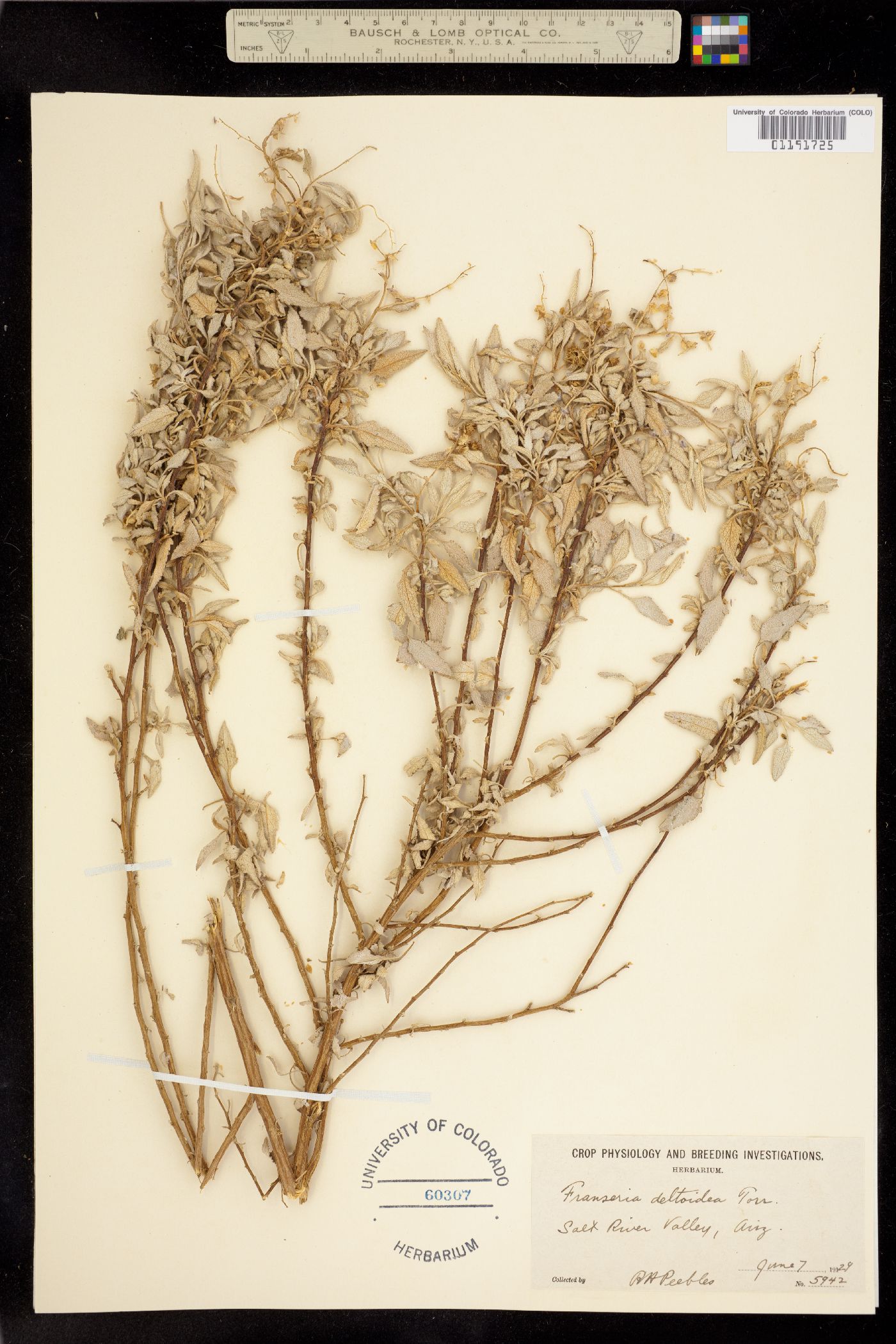 Ambrosia deltoidea image