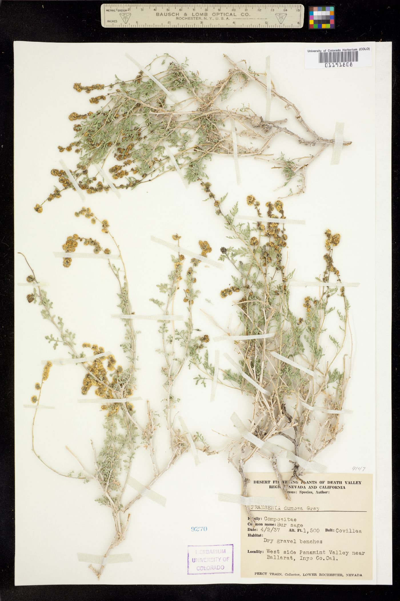 Ambrosia dumosa image