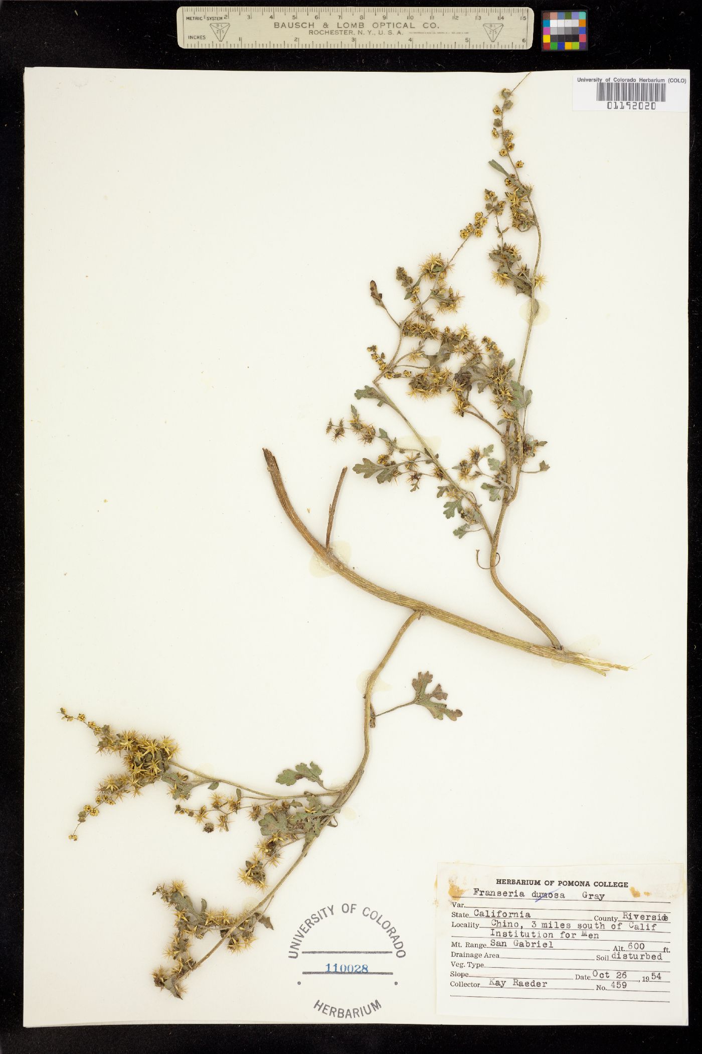 Ambrosia dumosa image