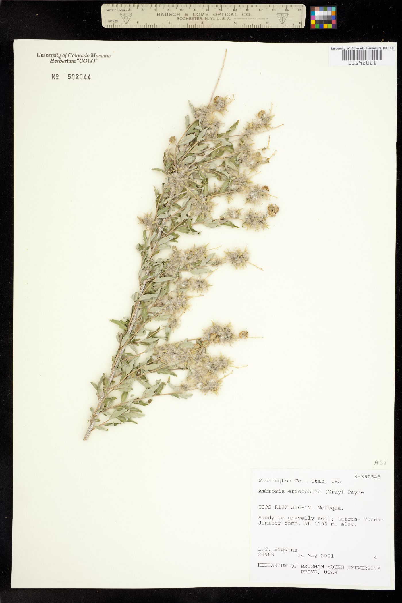 Ambrosia eriocentra image