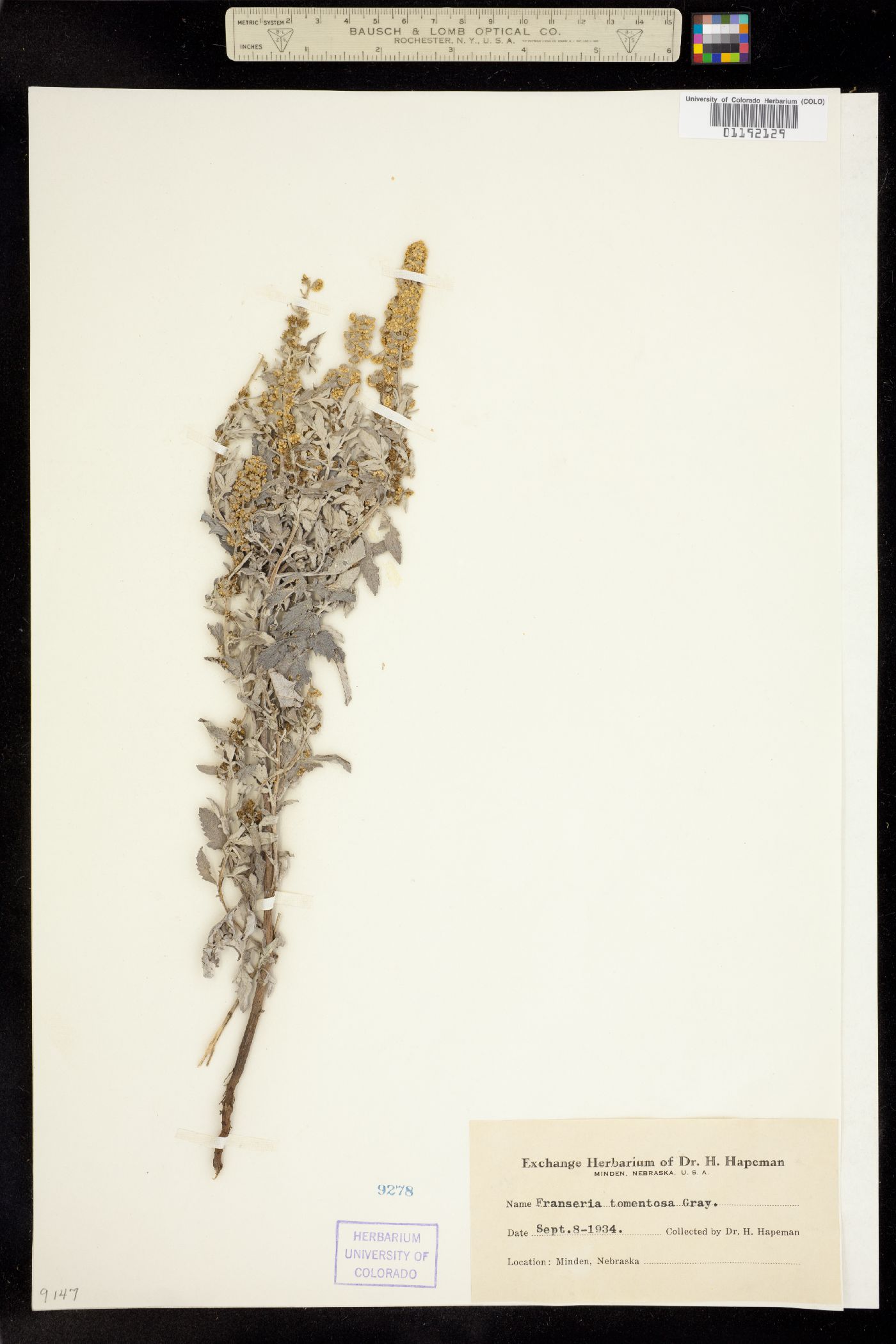 Ambrosia grayi image