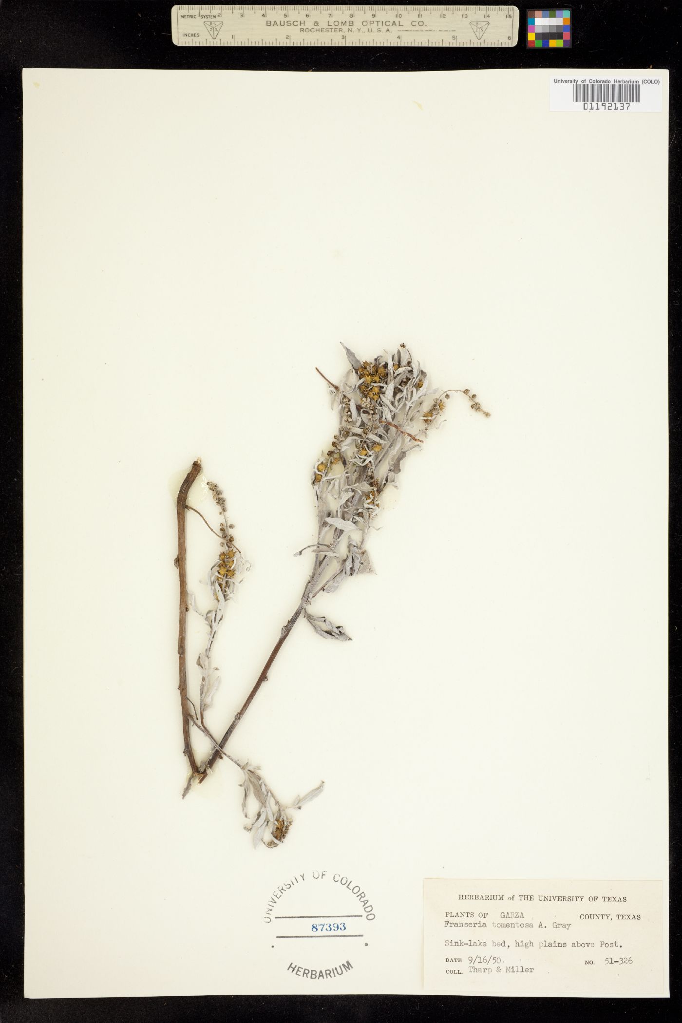 Ambrosia grayi image