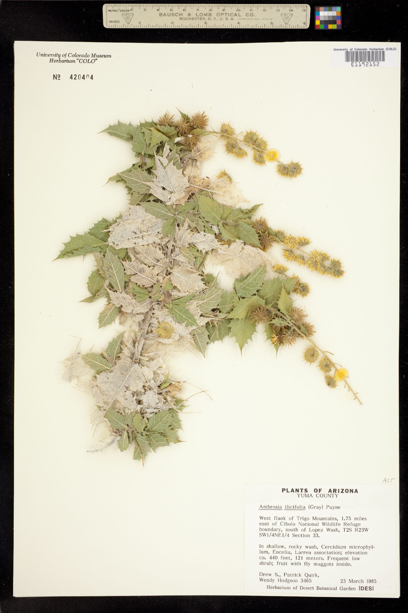 Ambrosia ilicifolia image