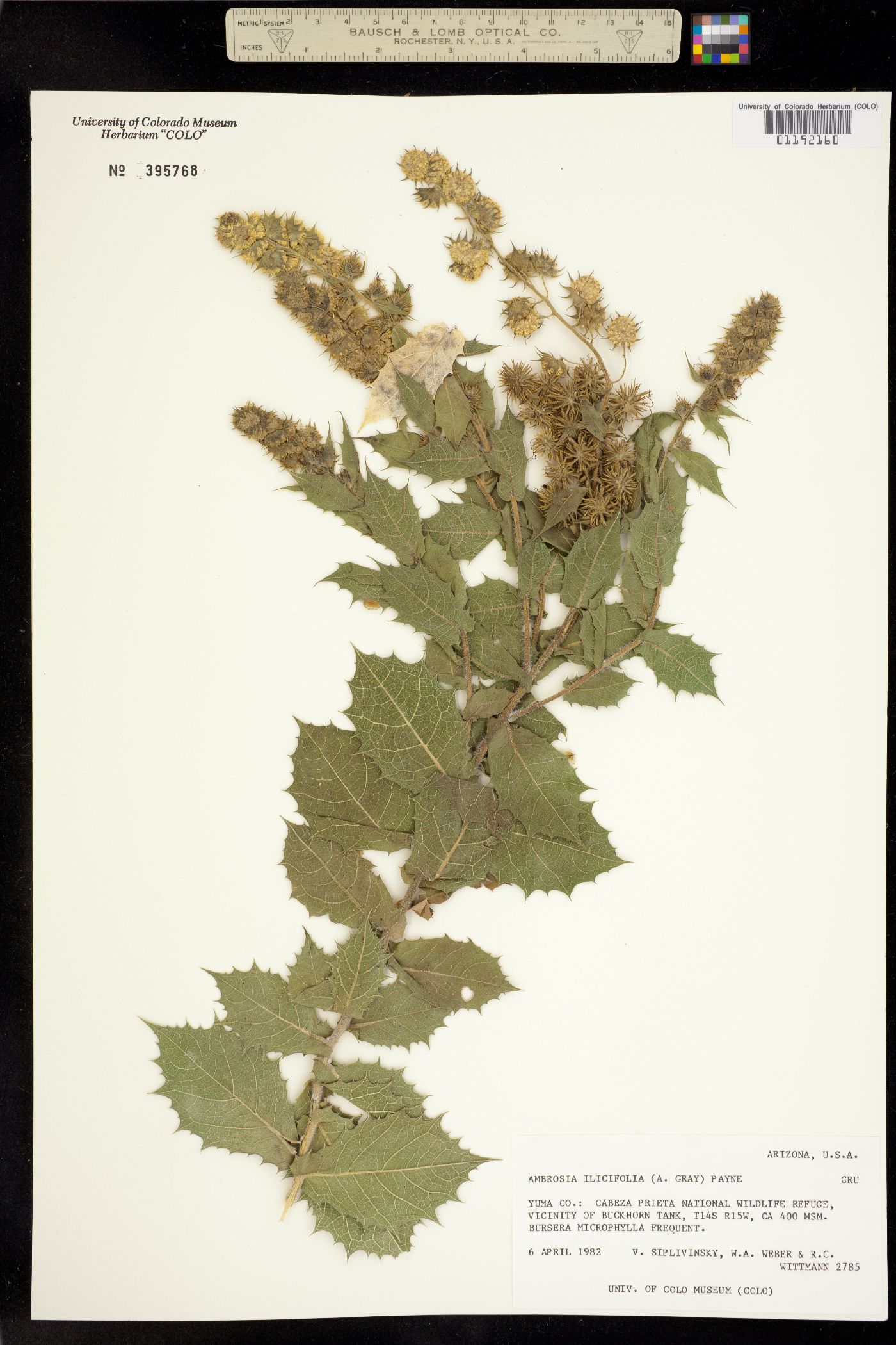 Ambrosia ilicifolia image