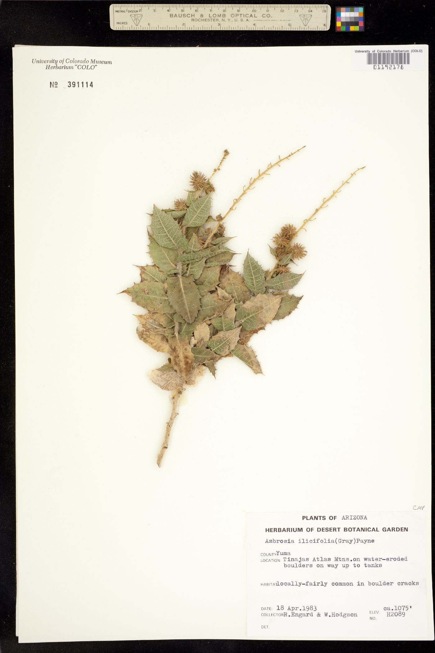 Ambrosia ilicifolia image