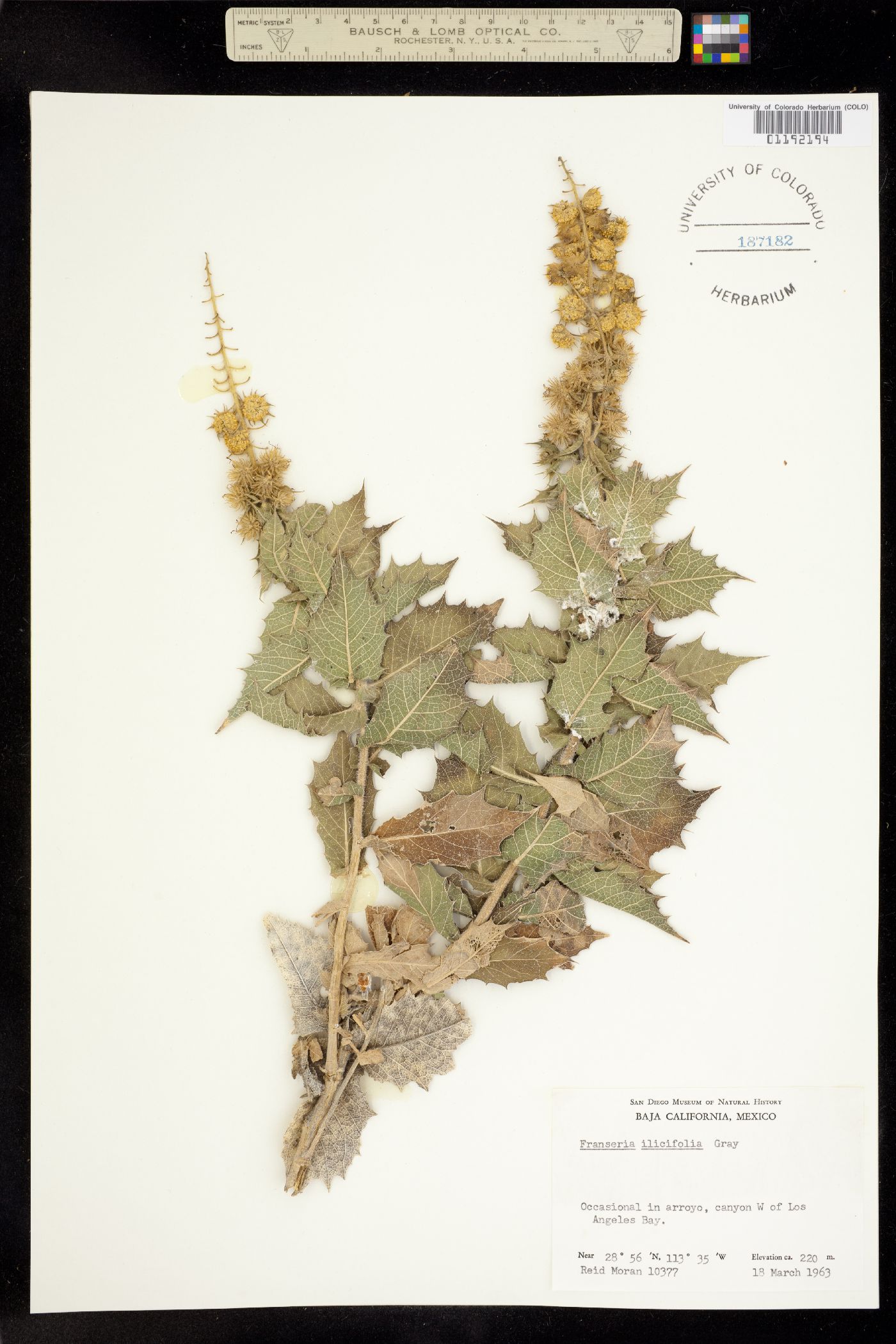 Ambrosia ilicifolia image