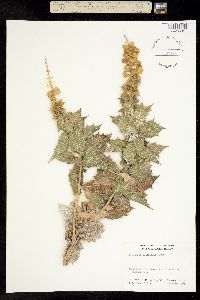 Ambrosia ilicifolia image