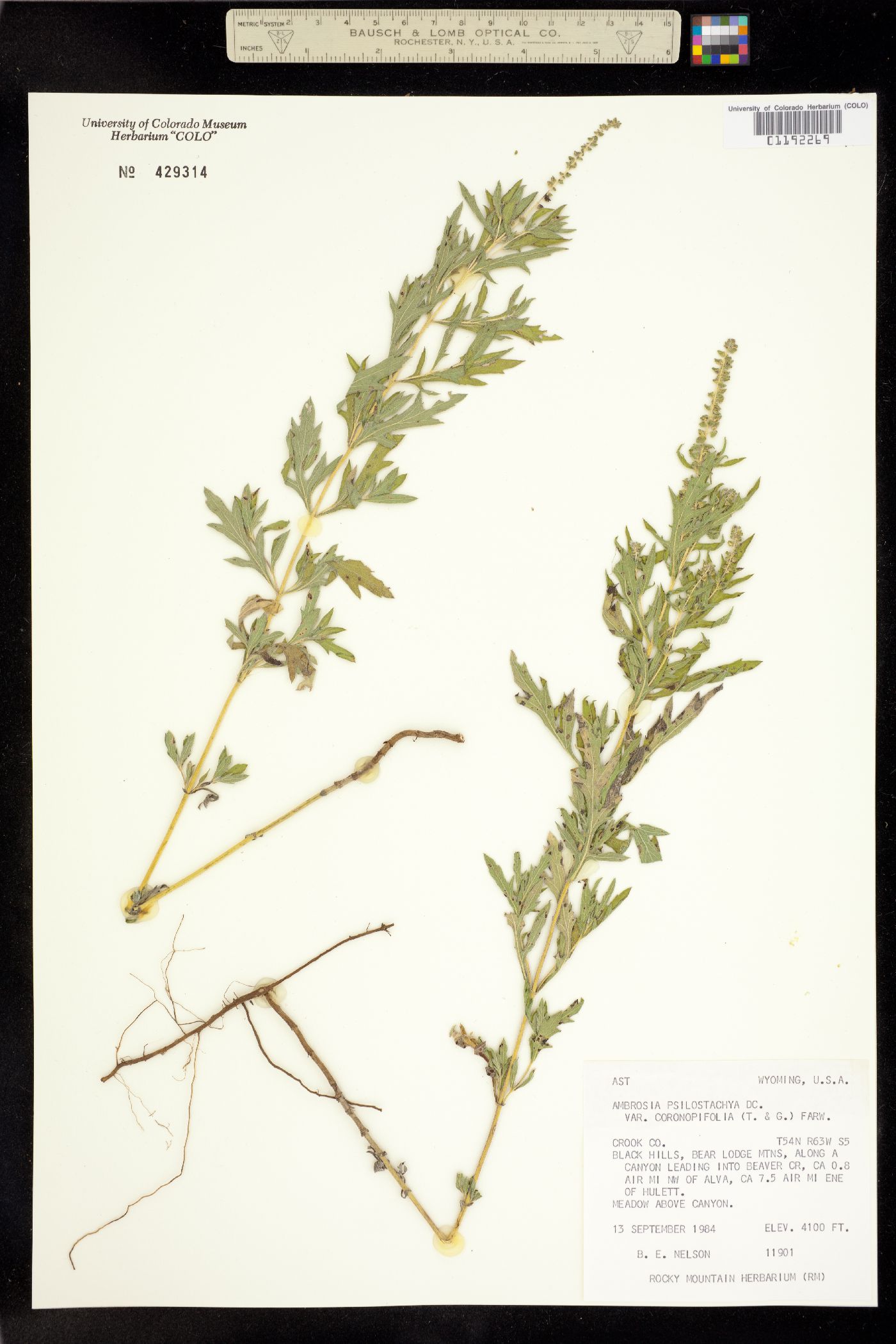 Ambrosia psilostachya image