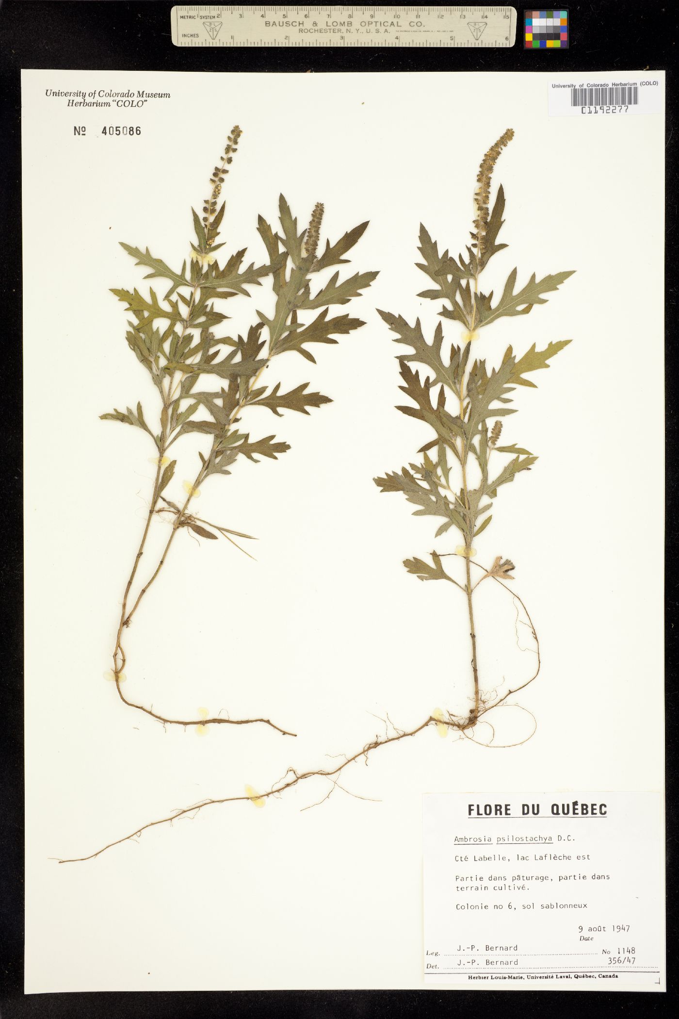 Ambrosia psilostachya image