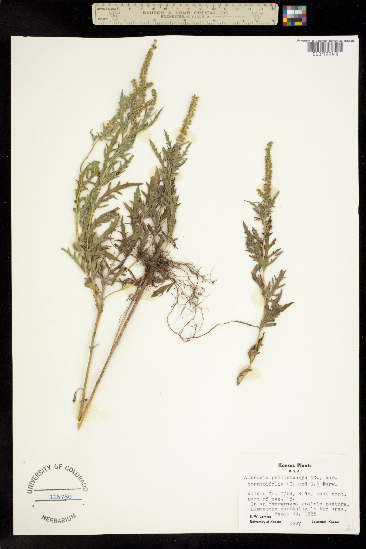 Ambrosia psilostachya image