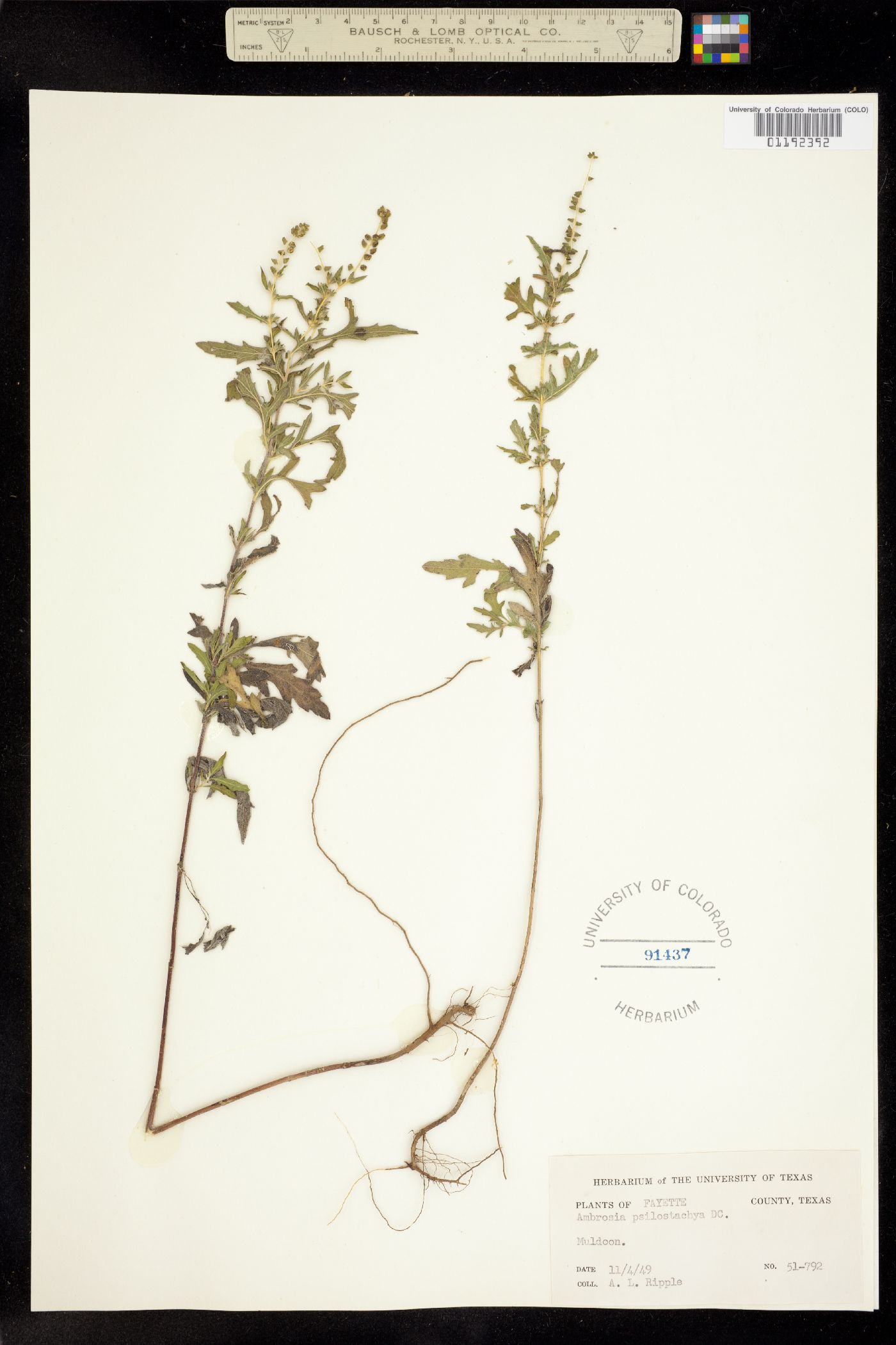 Ambrosia psilostachya image