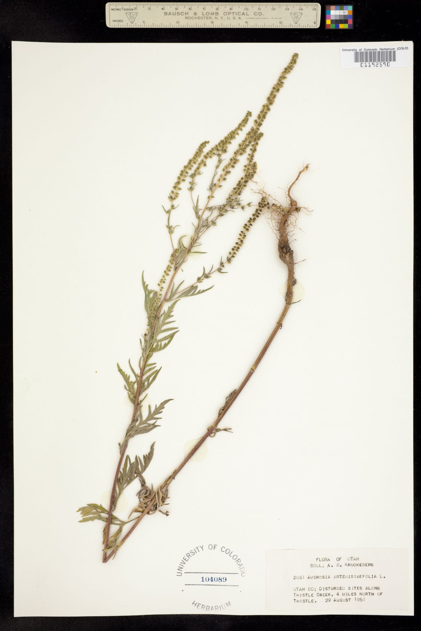 Ambrosia psilostachya image
