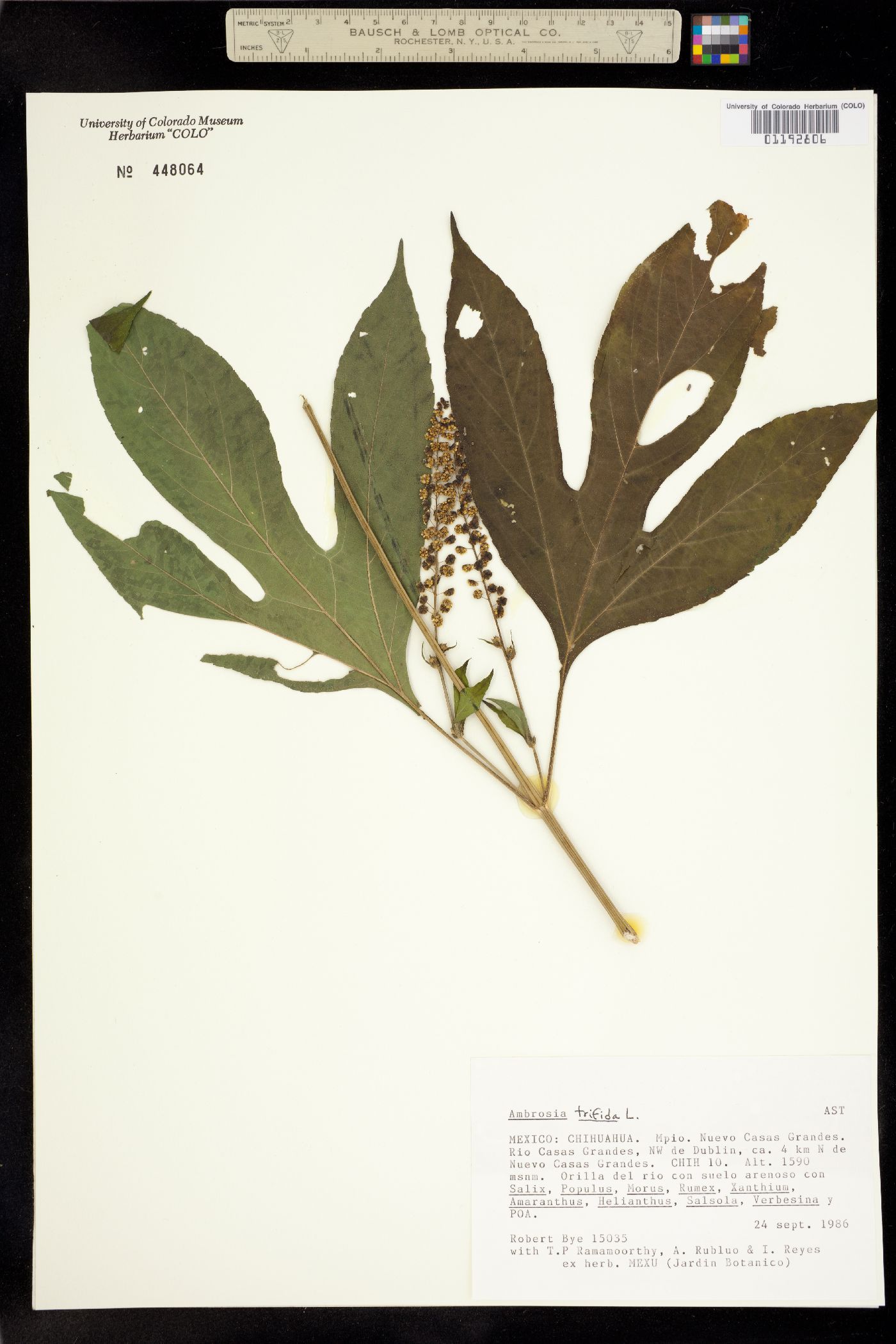 Ambrosia trifida image