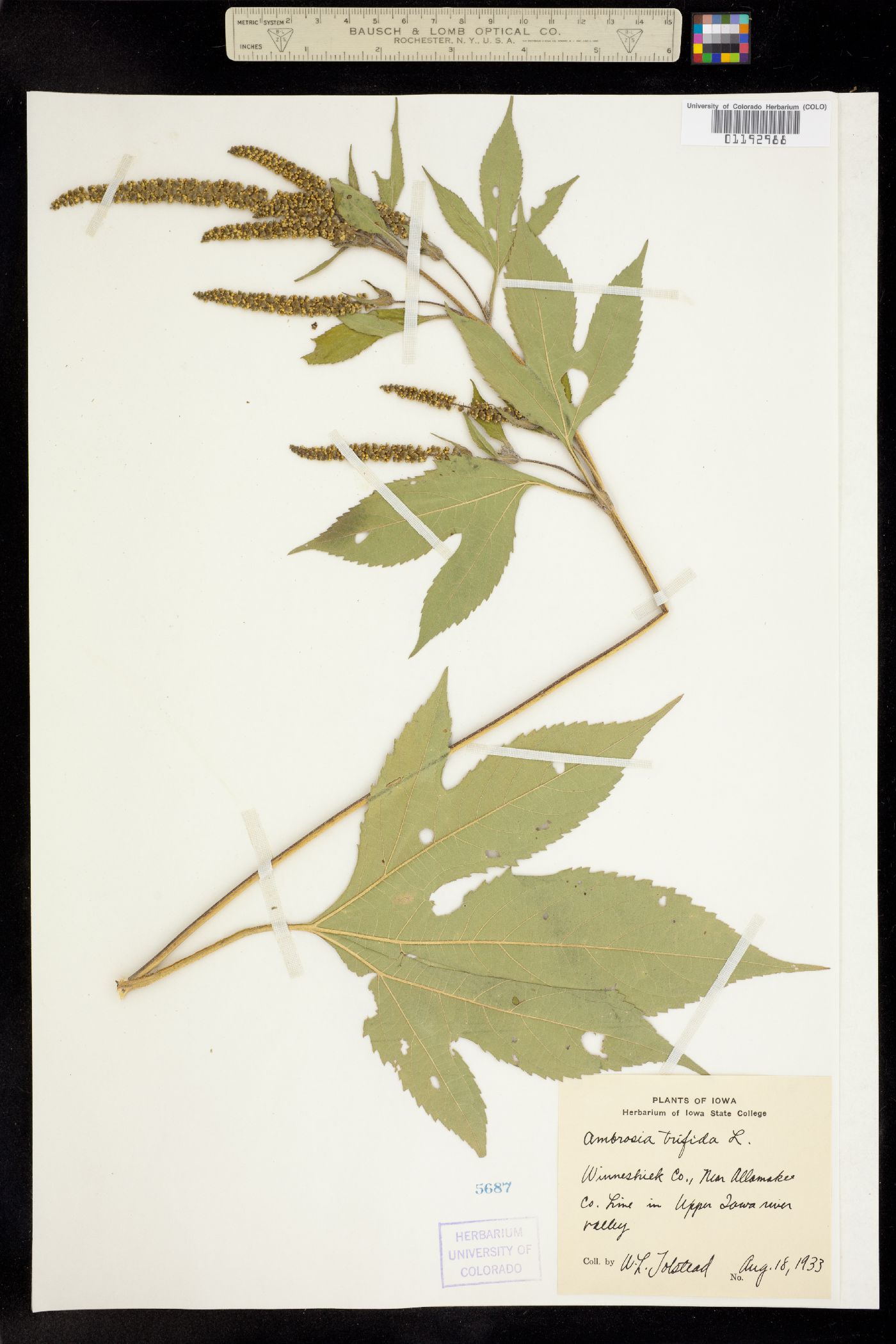 Ambrosia trifida image