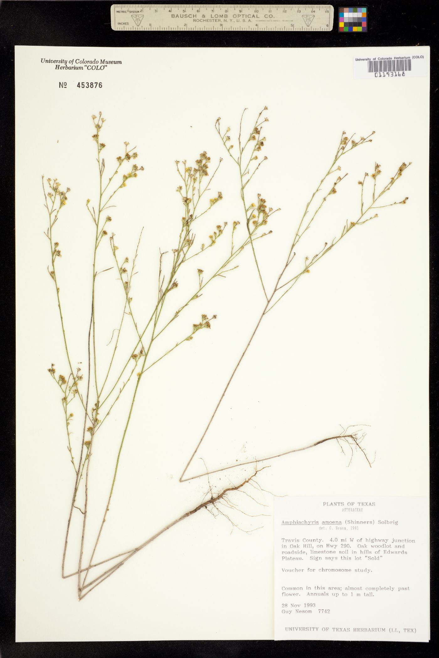 Amphiachyris amoena image