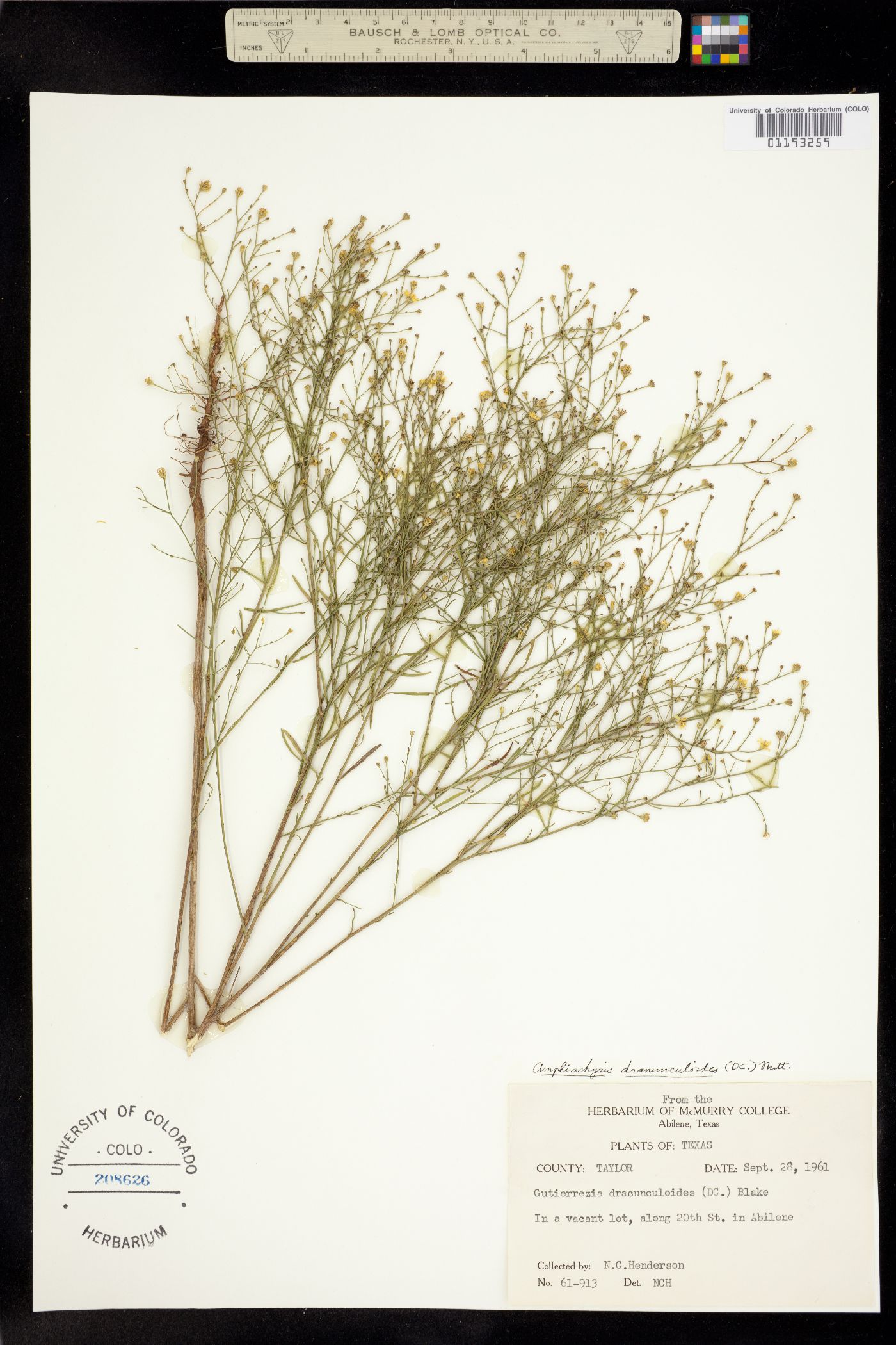 Amphiachyris dracunculoides image