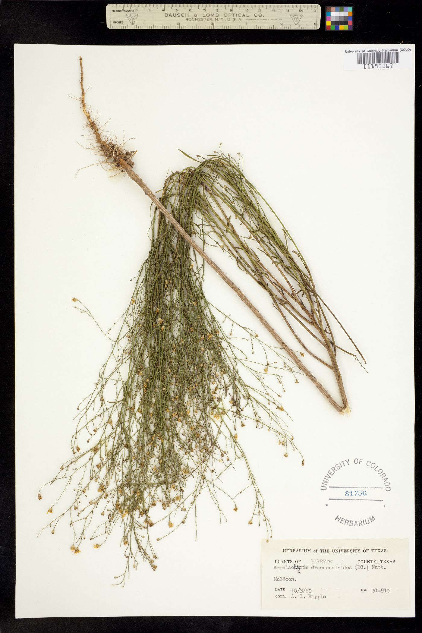 Amphiachyris dracunculoides image