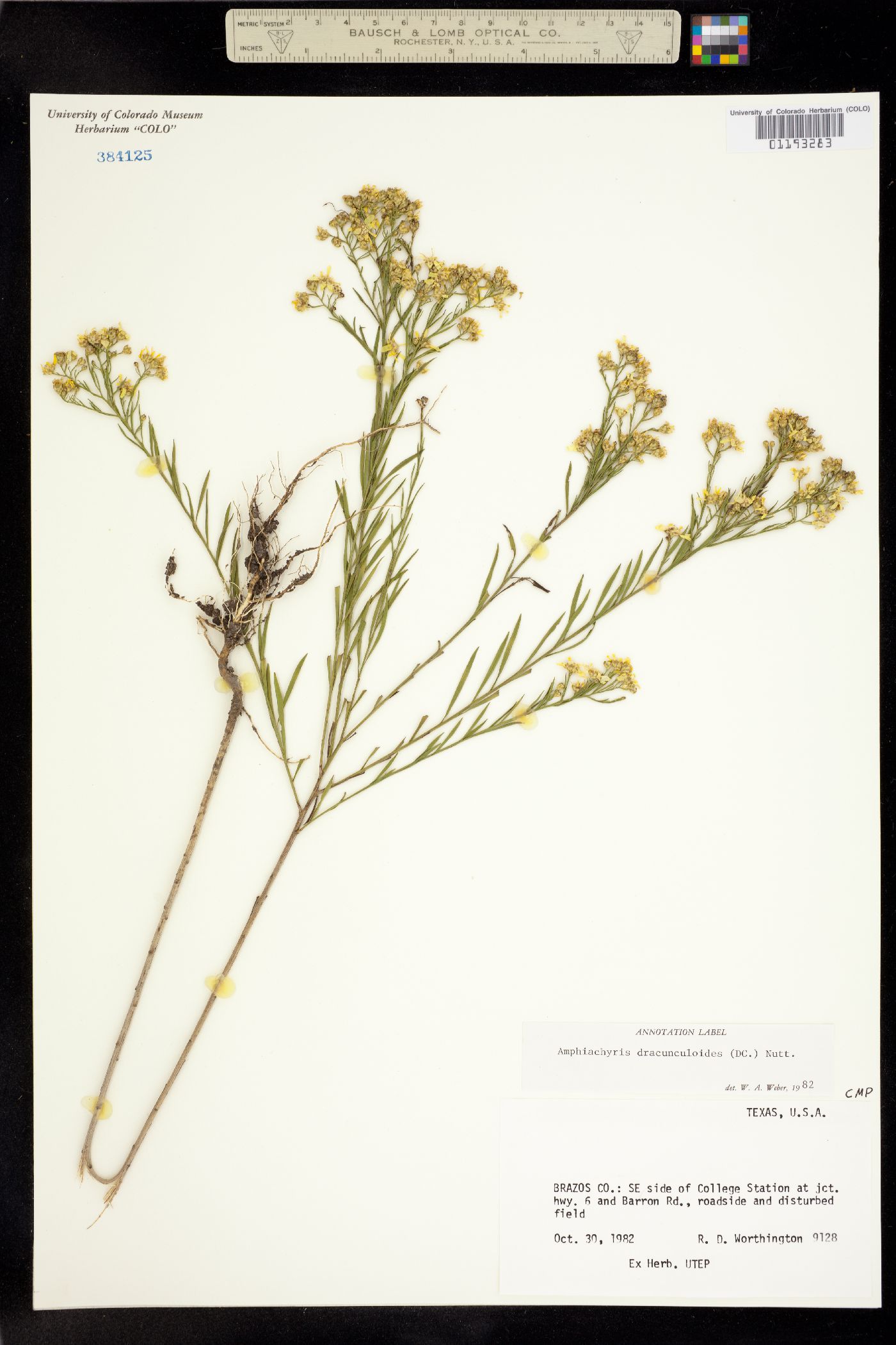 Amphiachyris dracunculoides image