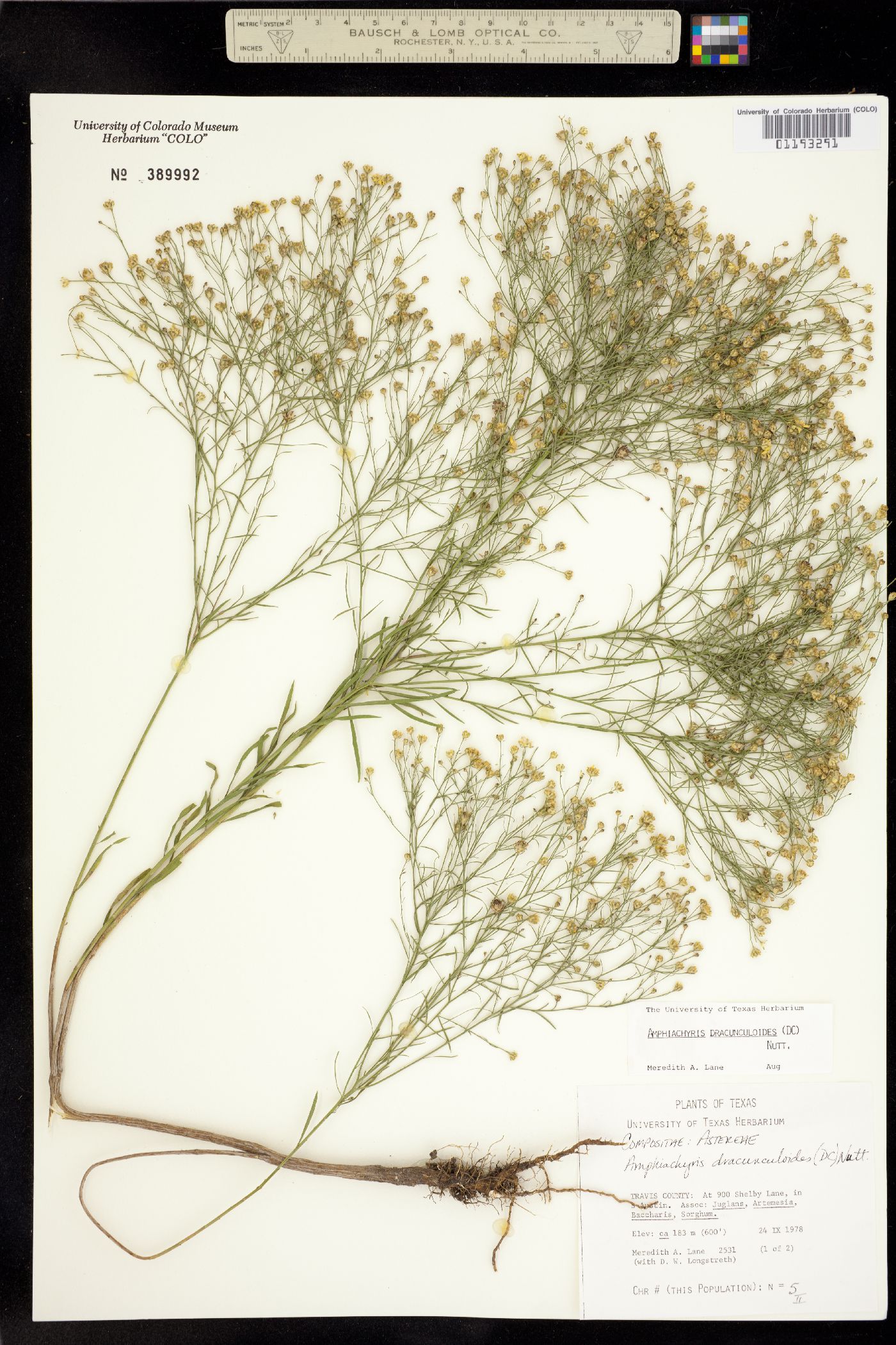 Amphiachyris dracunculoides image