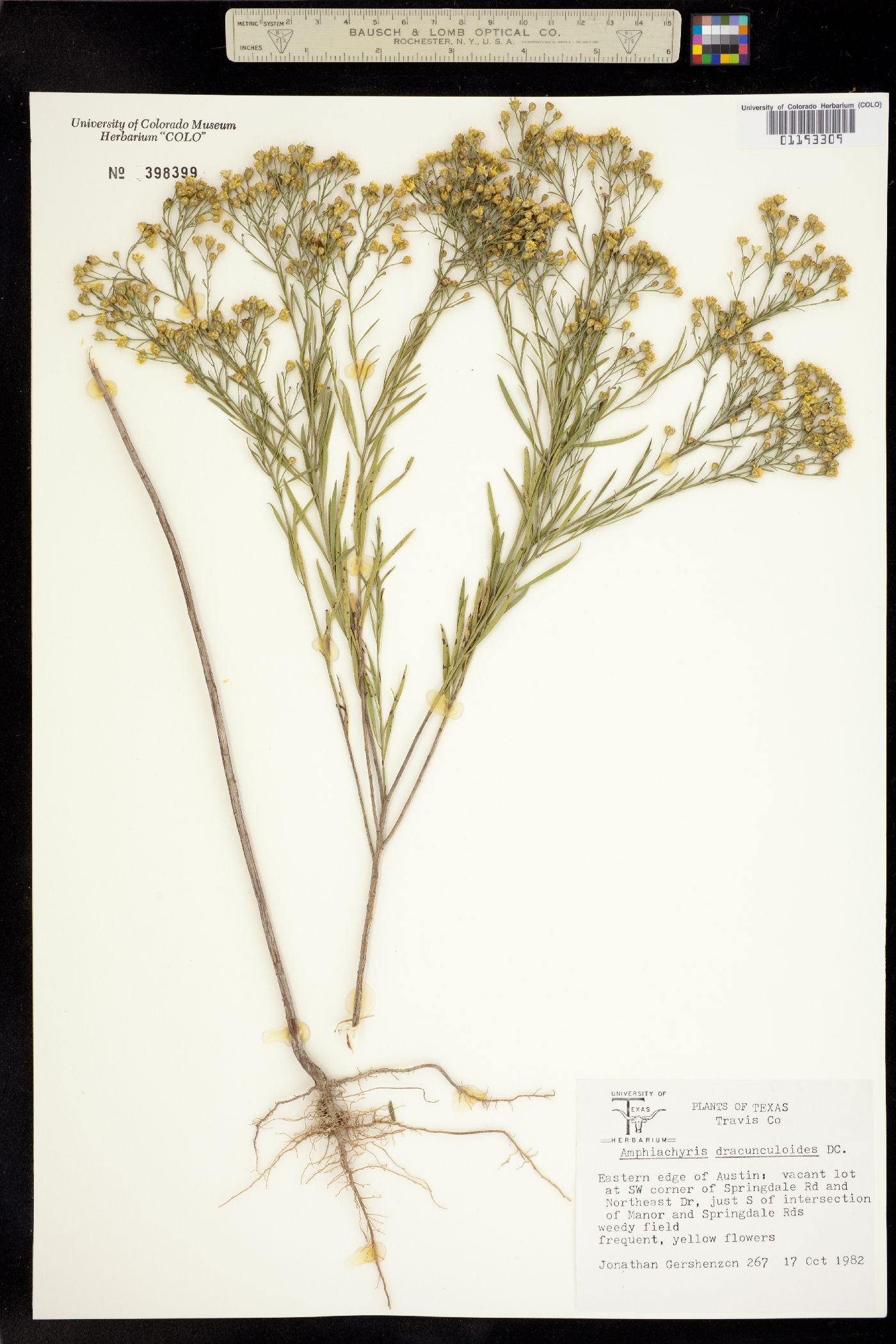 Amphiachyris image