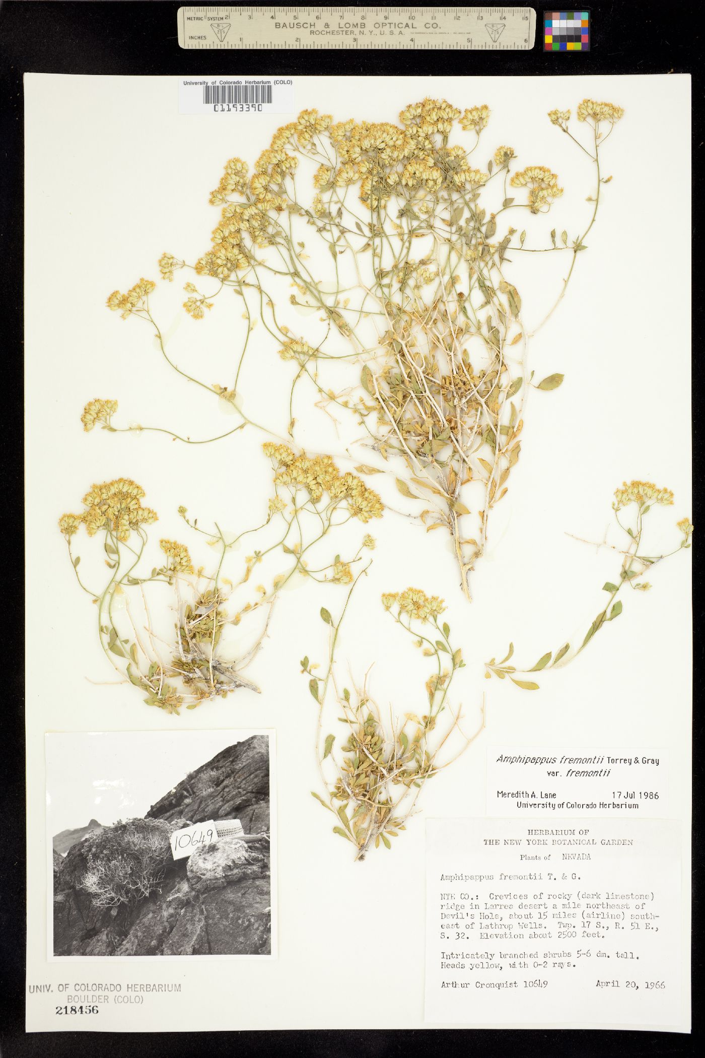 Amphipappus fremontii image