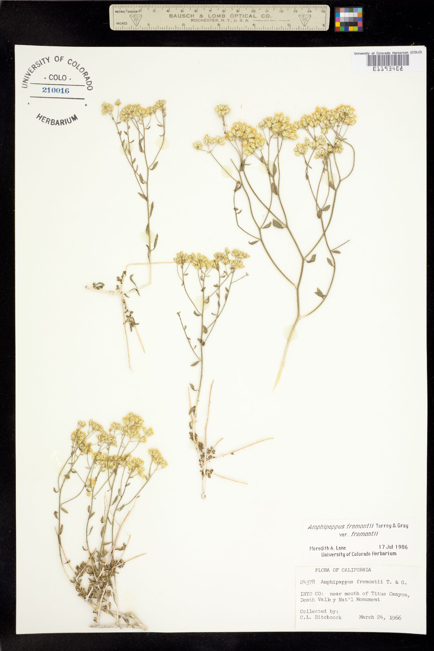 Amphipappus image