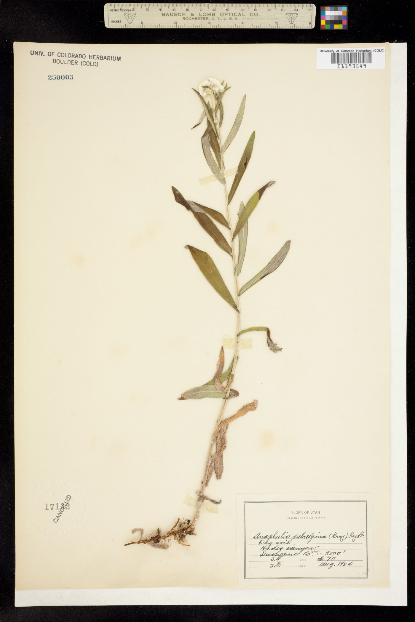 Anaphalis margaritacea image