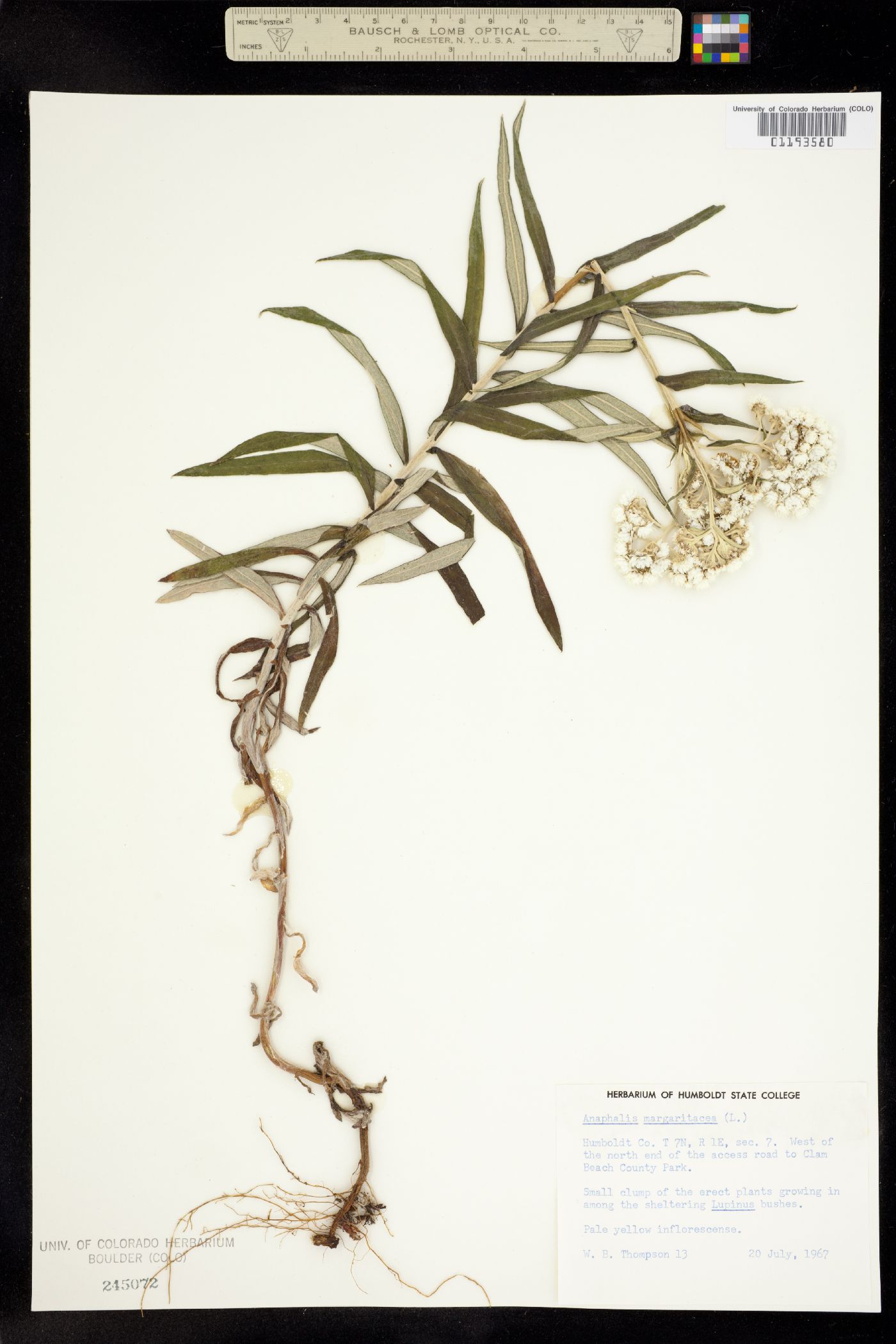Anaphalis margaritacea image