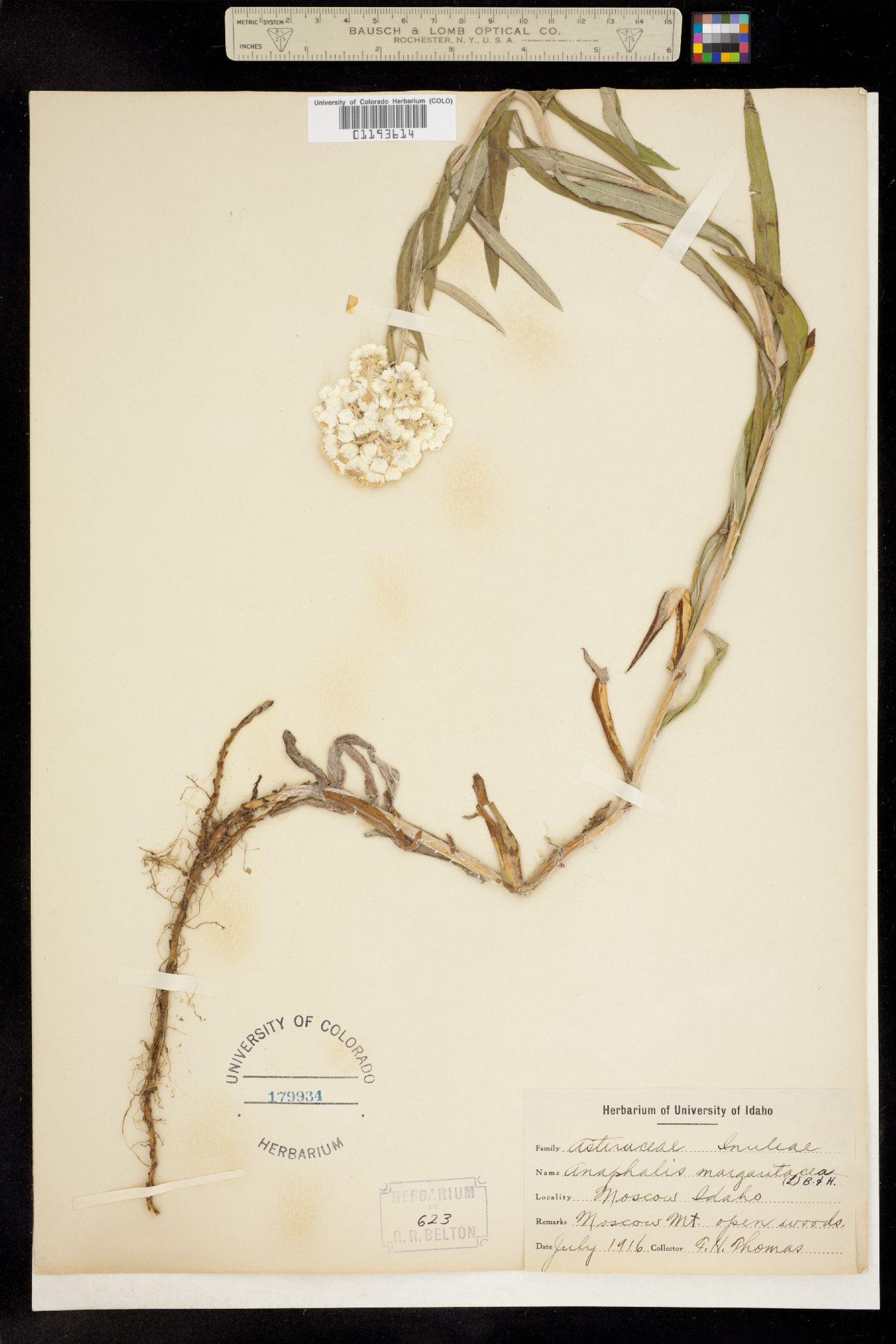 Anaphalis margaritacea image