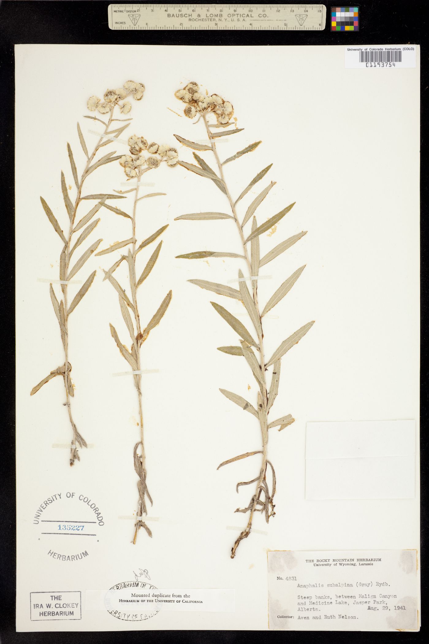 Anaphalis margaritacea image