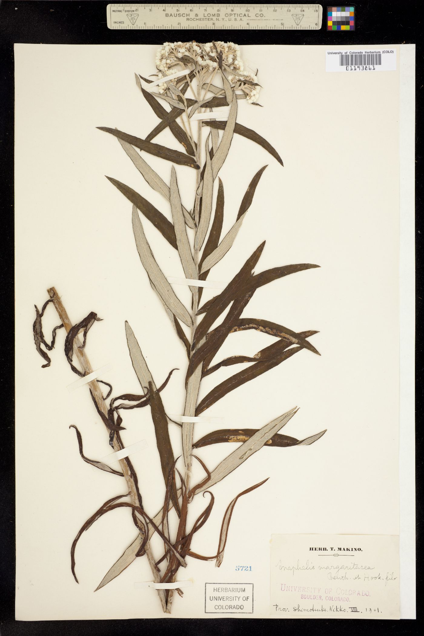 Anaphalis margaritacea image