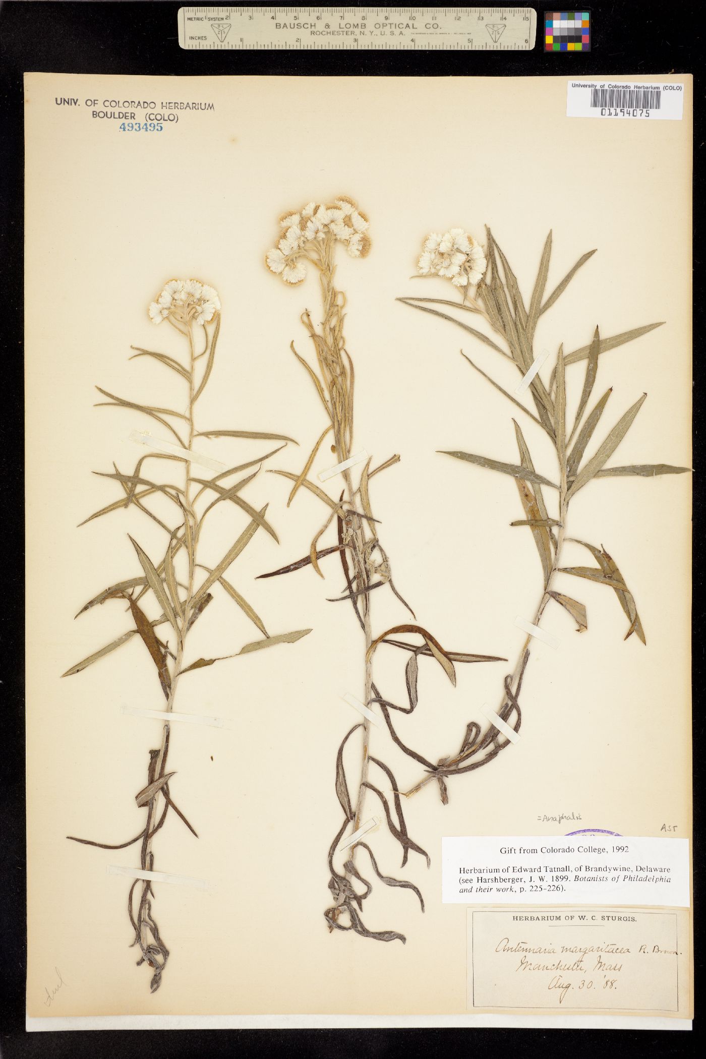 Anaphalis image