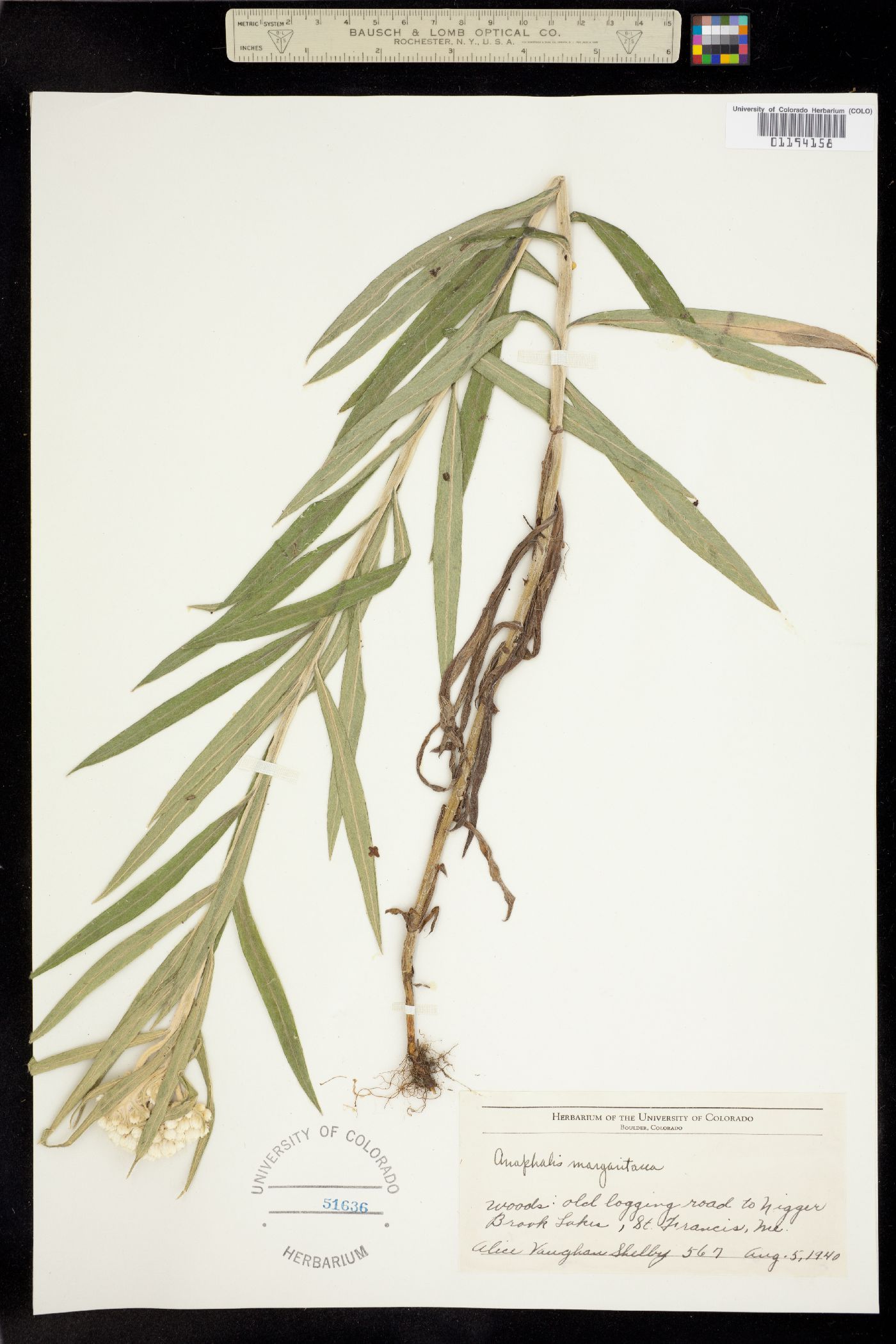 Anaphalis margaritacea image