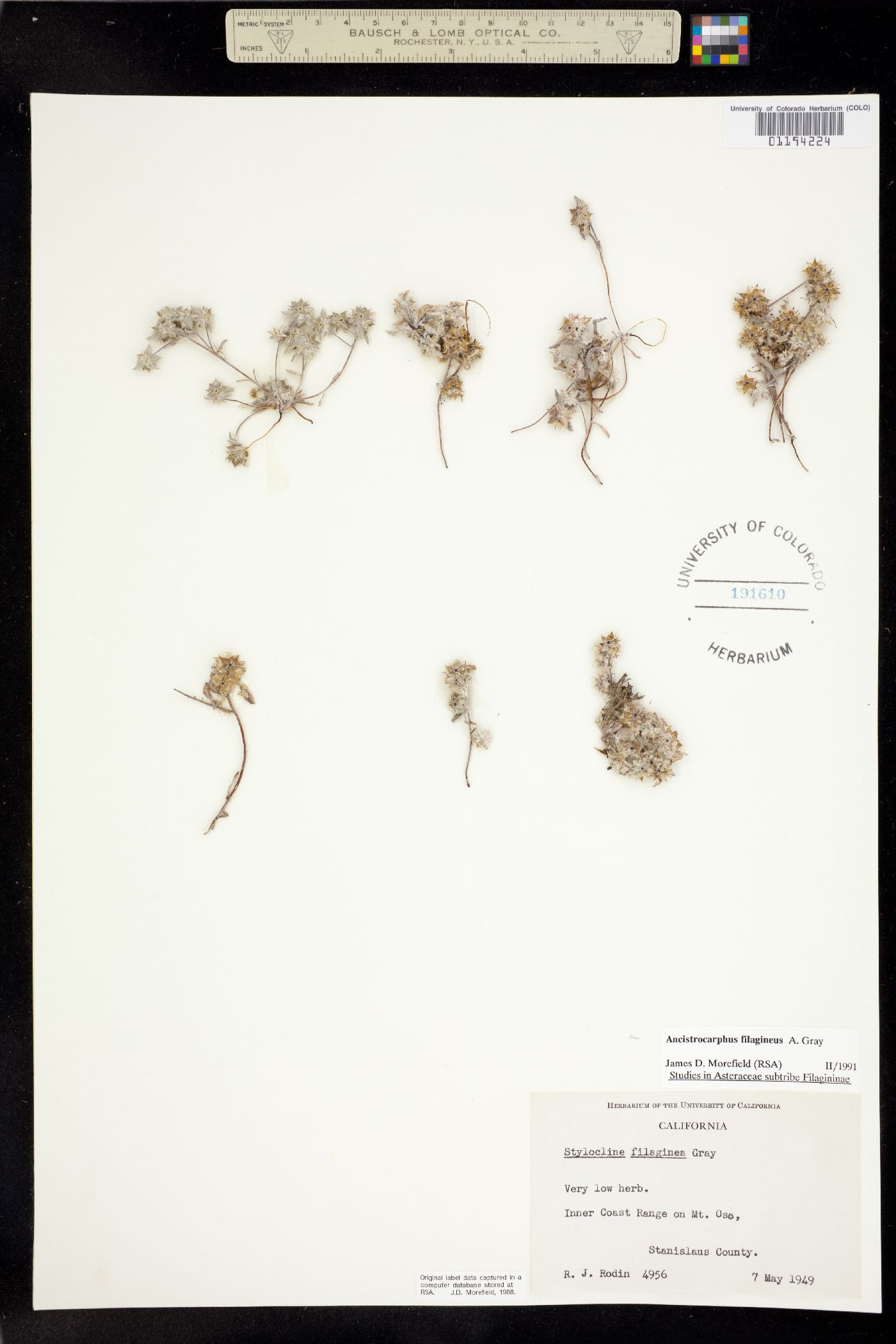 Ancistrocarphus filagineus image