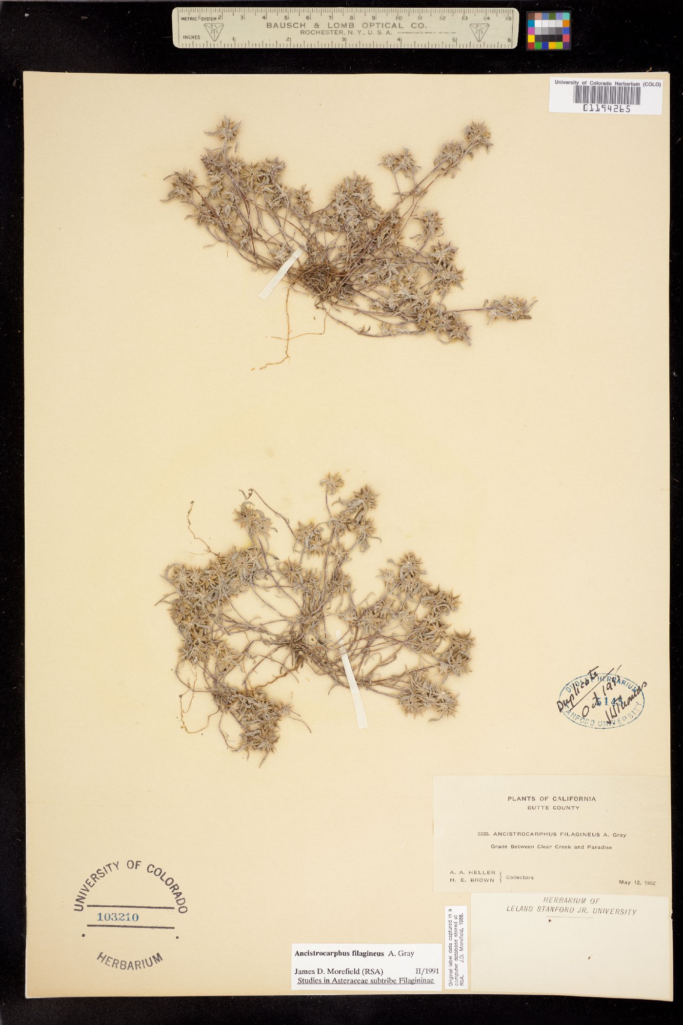 Ancistrocarphus image