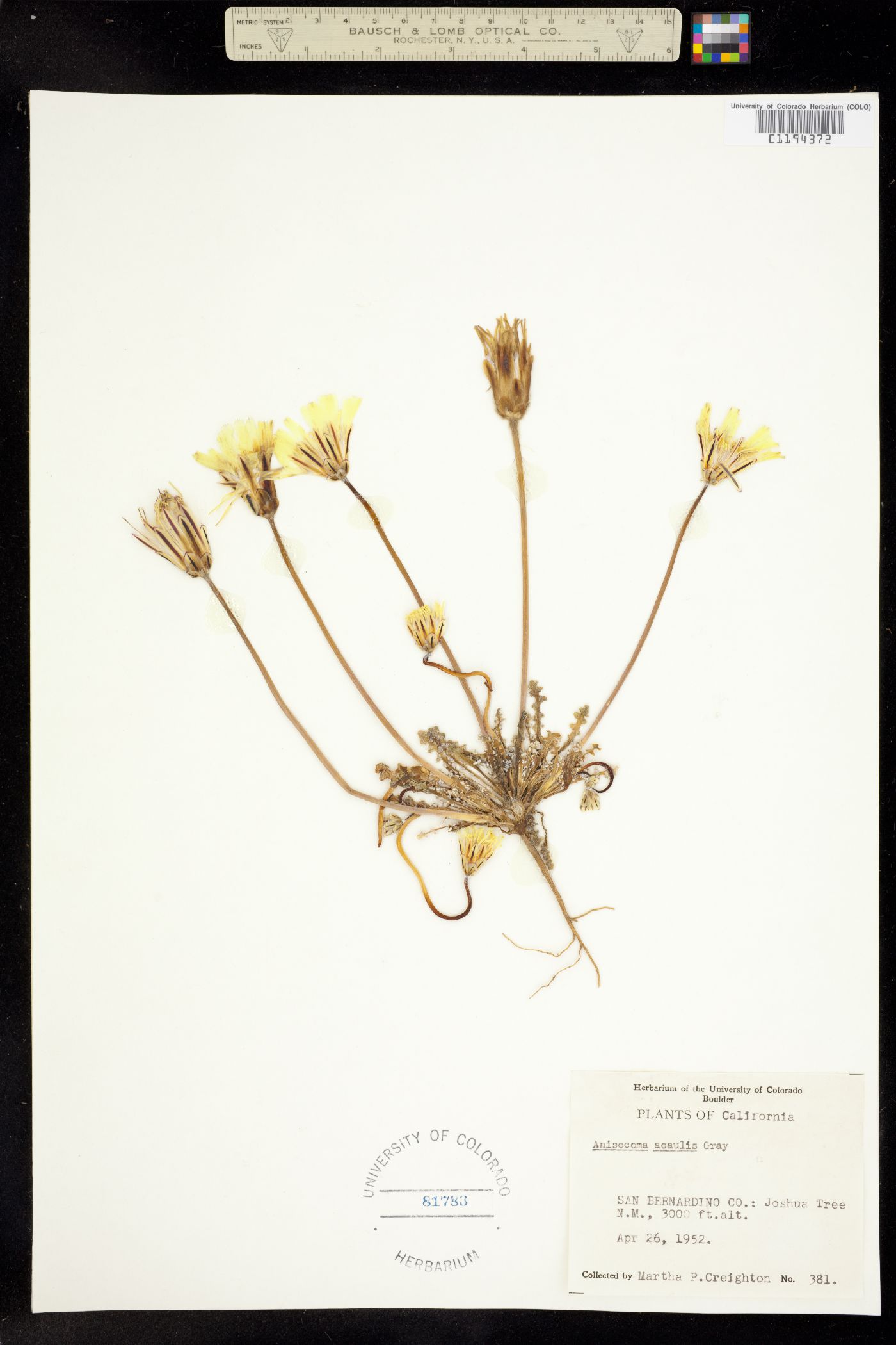 Anisocoma image