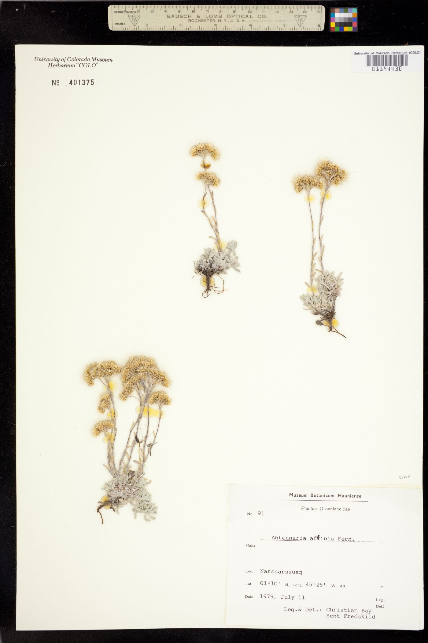 Antennaria rosea ssp. pulvinata image