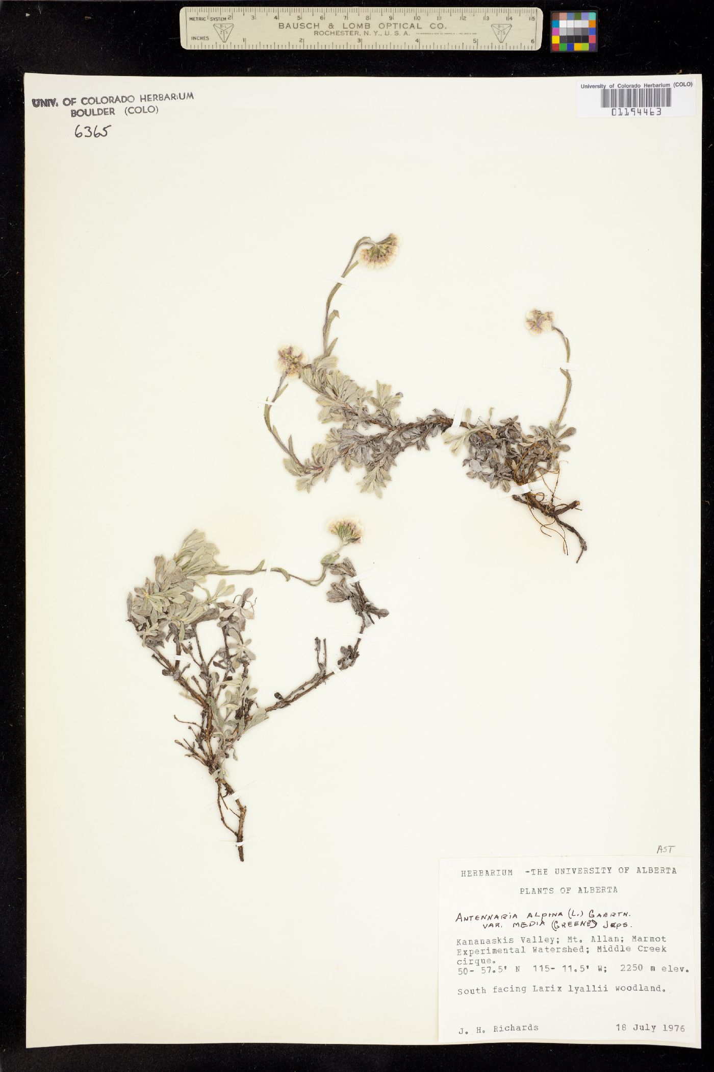 Antennaria alpina image