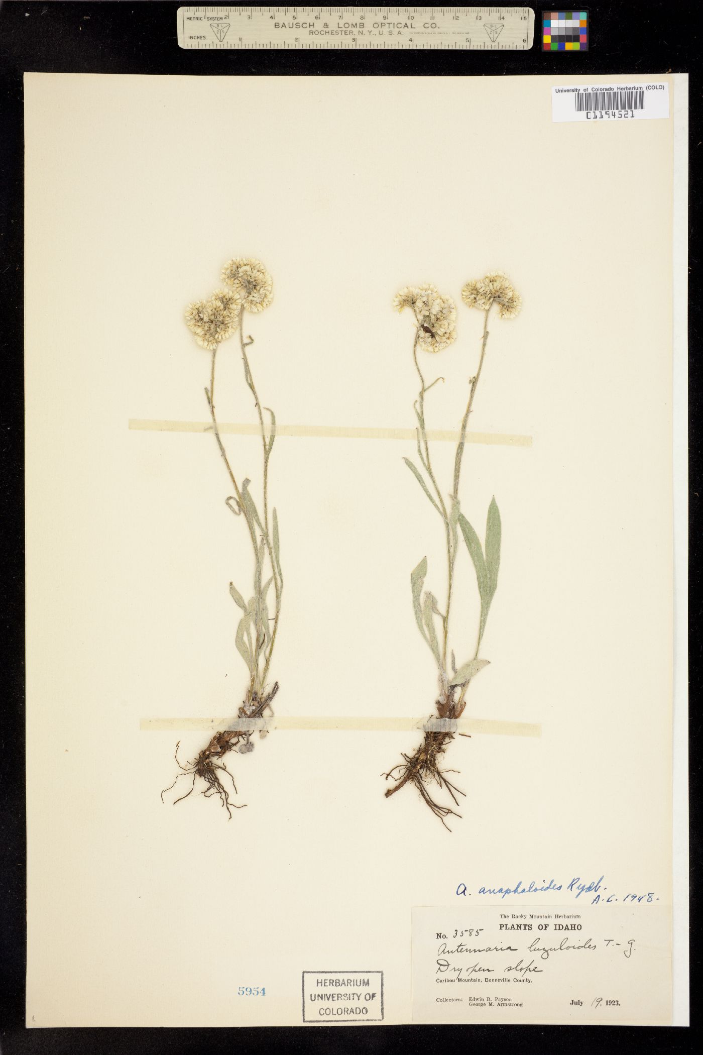 Antennaria anaphaloides image