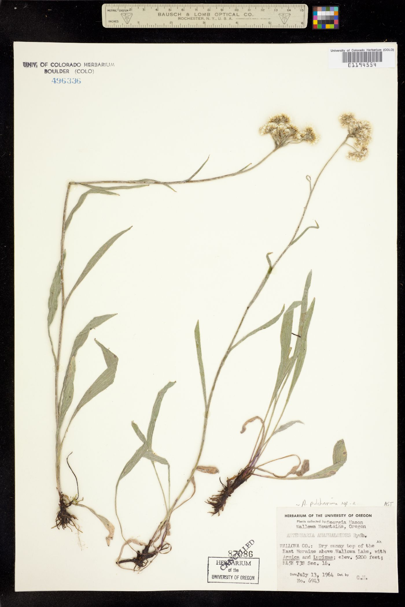 Antennaria pulcherrima image