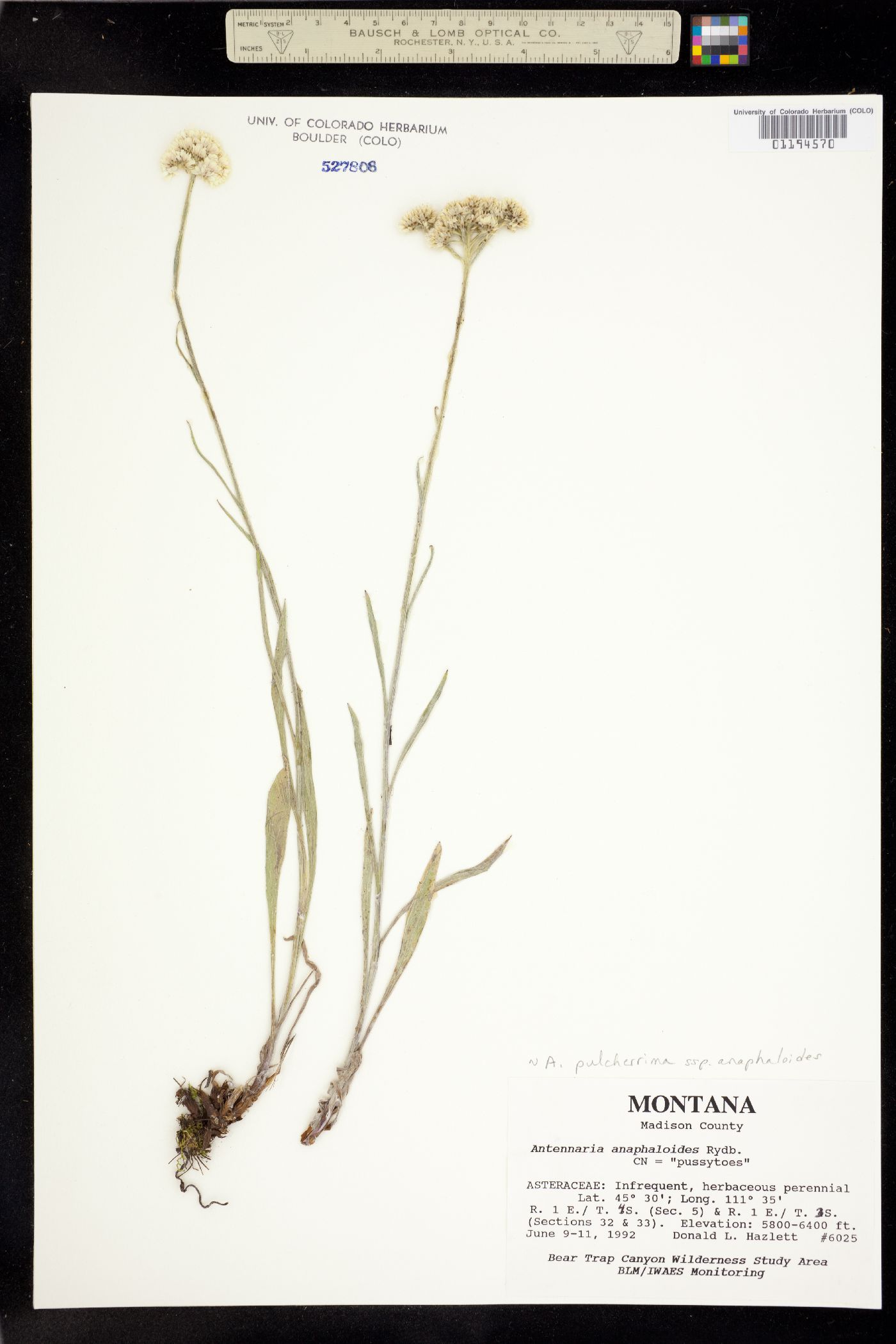 Antennaria anaphaloides image