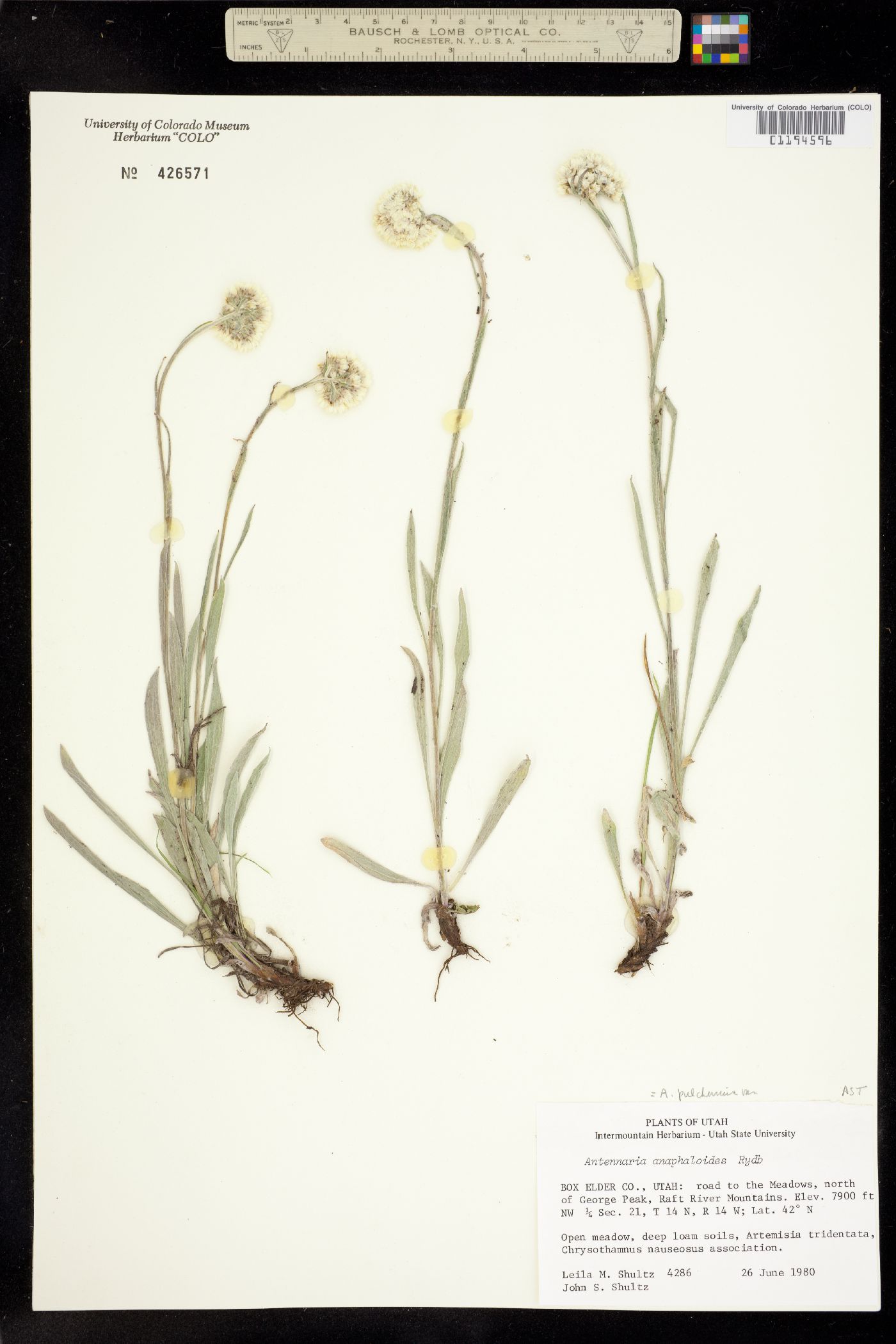Antennaria anaphaloides image
