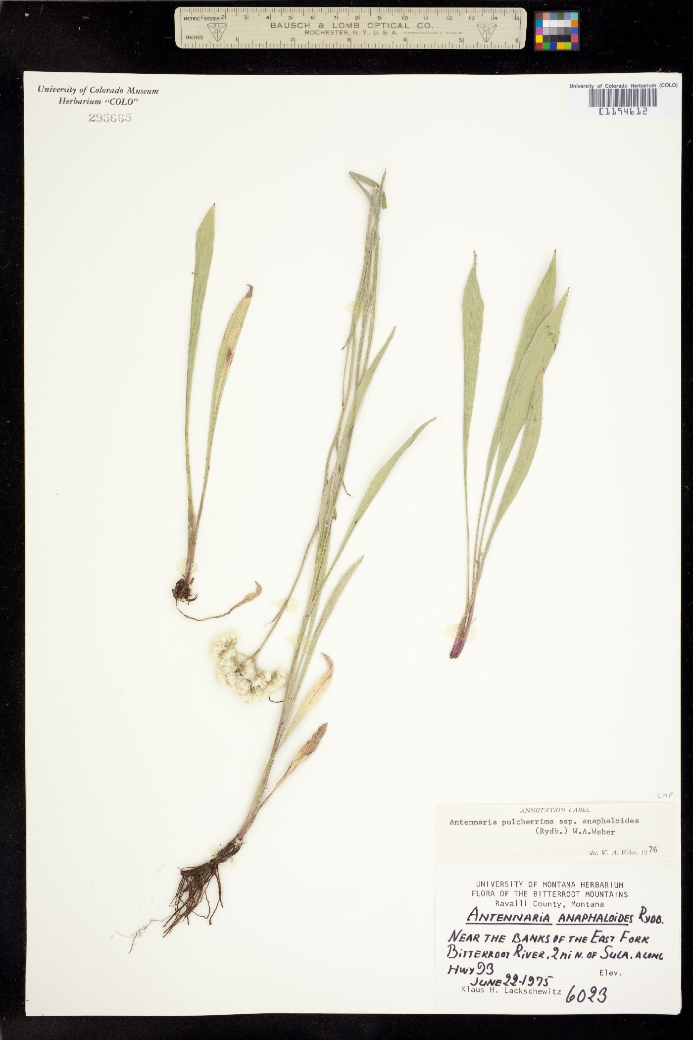 Antennaria anaphaloides image