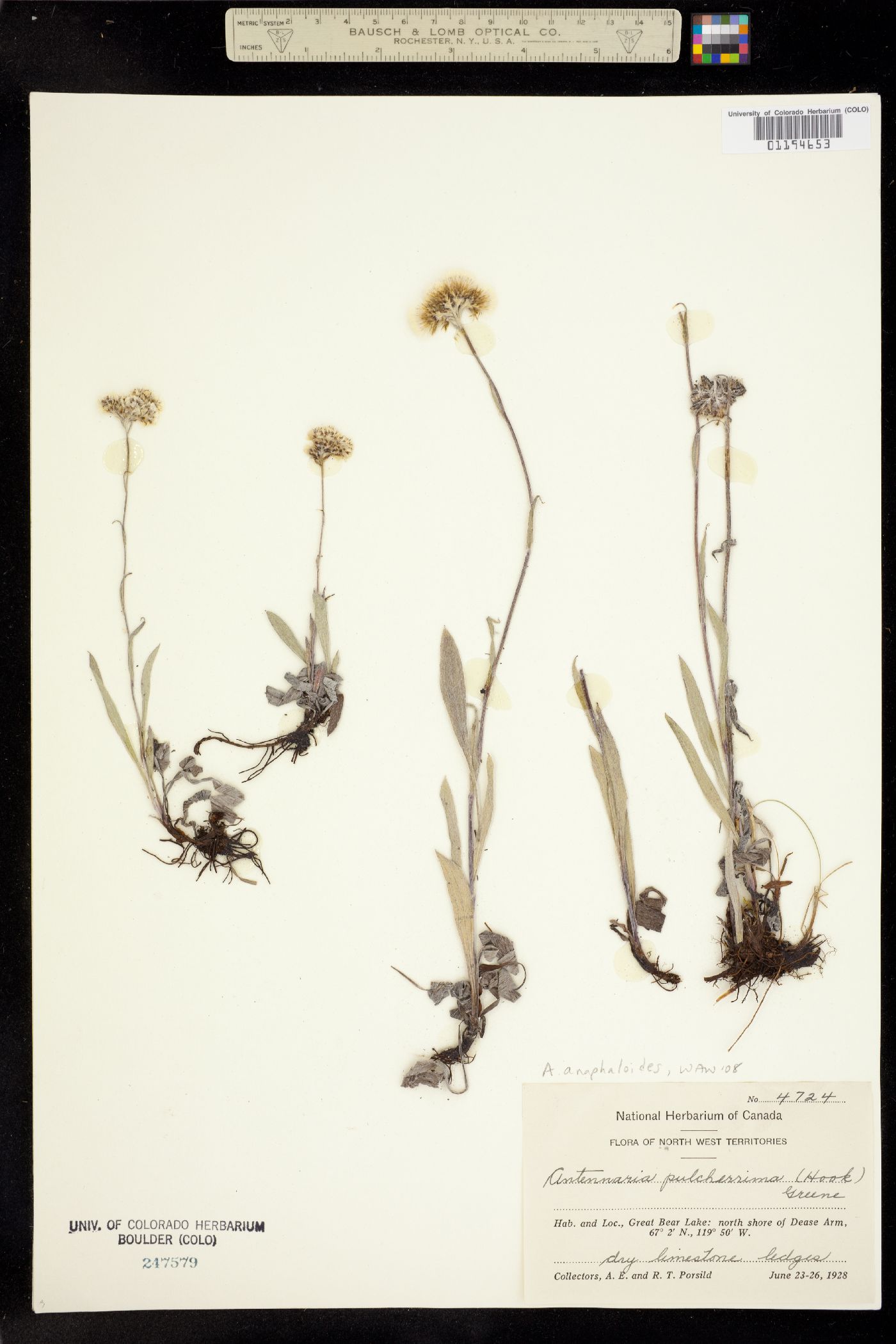 Antennaria anaphaloides image